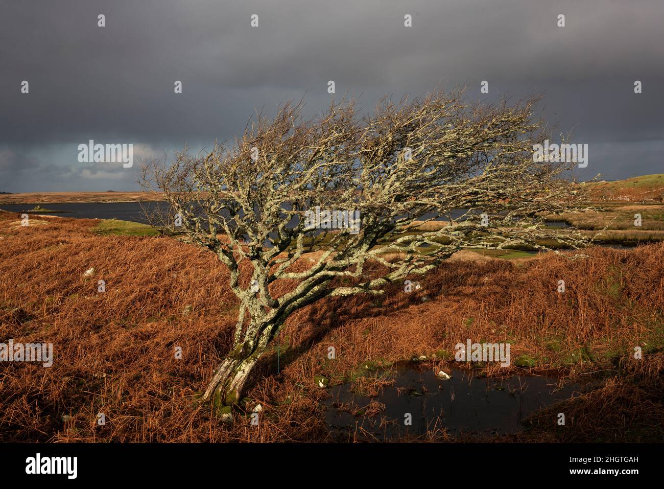 Hagebutten wachsen in Irland reichlich und sprechen oft die Phantasie an. Die einbeinige Bäume sehen knarrig und verwittert aus und können wunderschöne Formen annehmen. Stockfoto