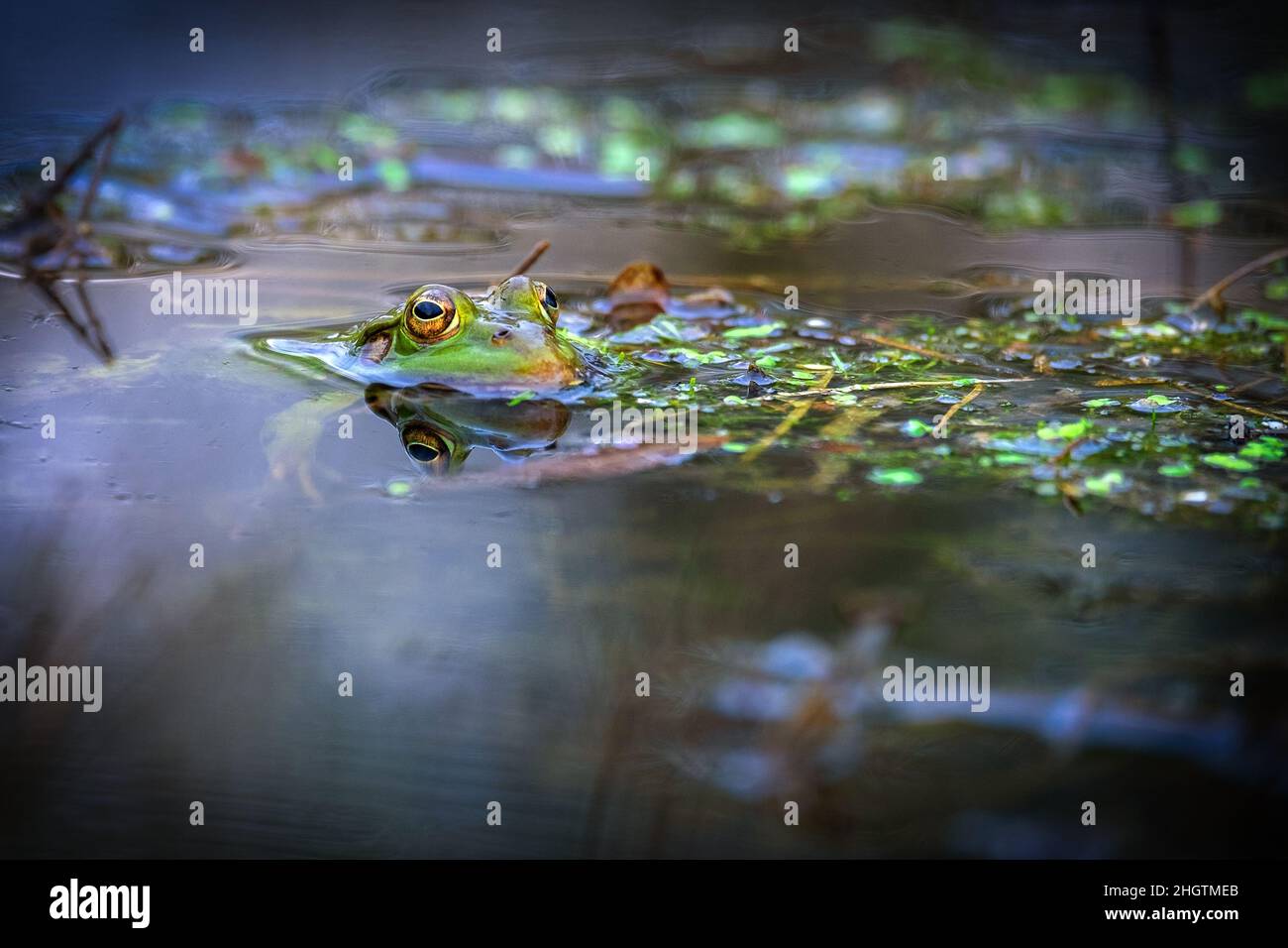 Der Marschfrosch schwimmt im Wasser. Nur seine großen Augen sind sichtbar. Weißrussland Stockfoto