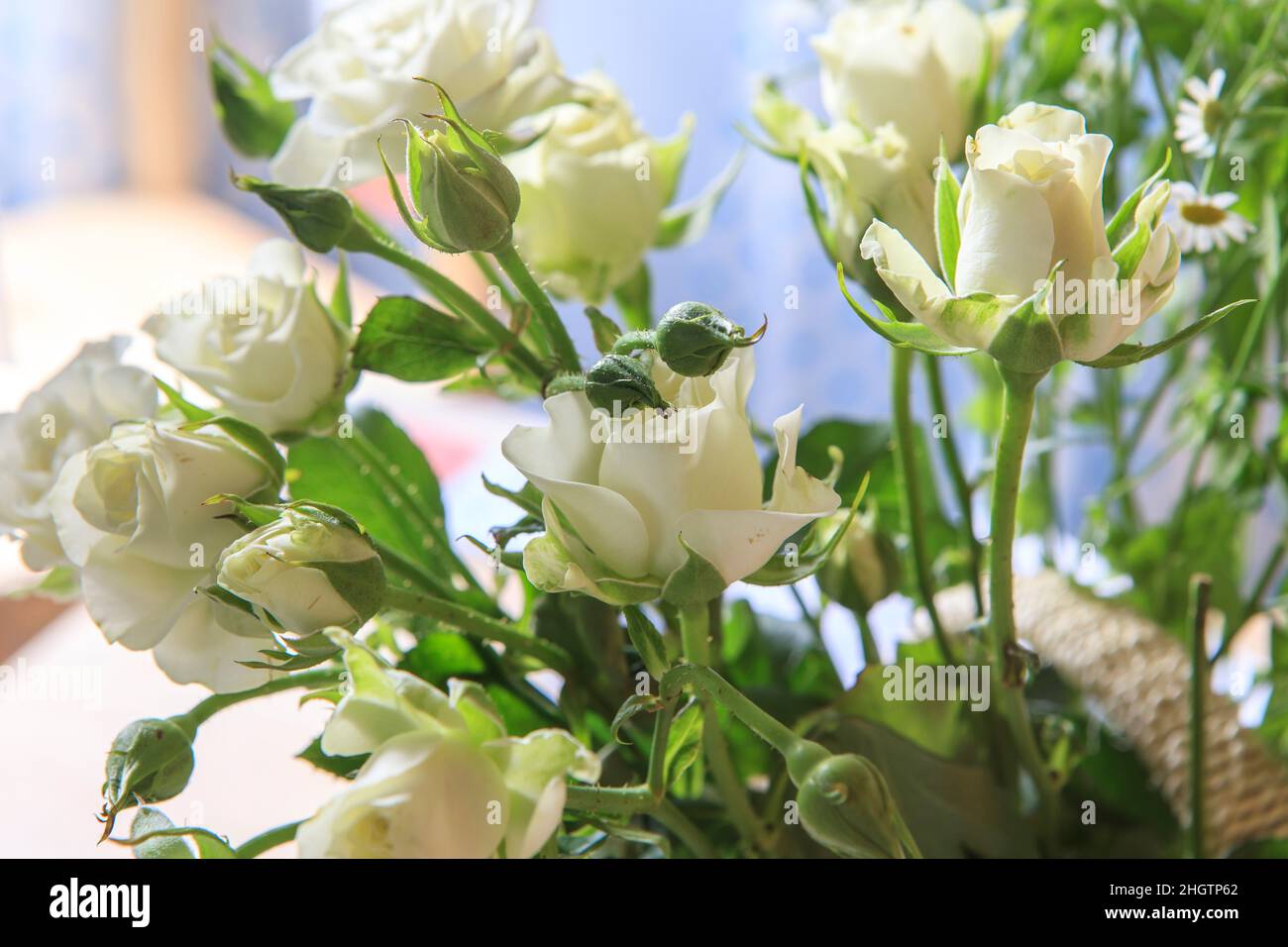 Sprühen Sie weiße Rose auf eine Leinwandtischdecke auf dem Tisch Stockfoto