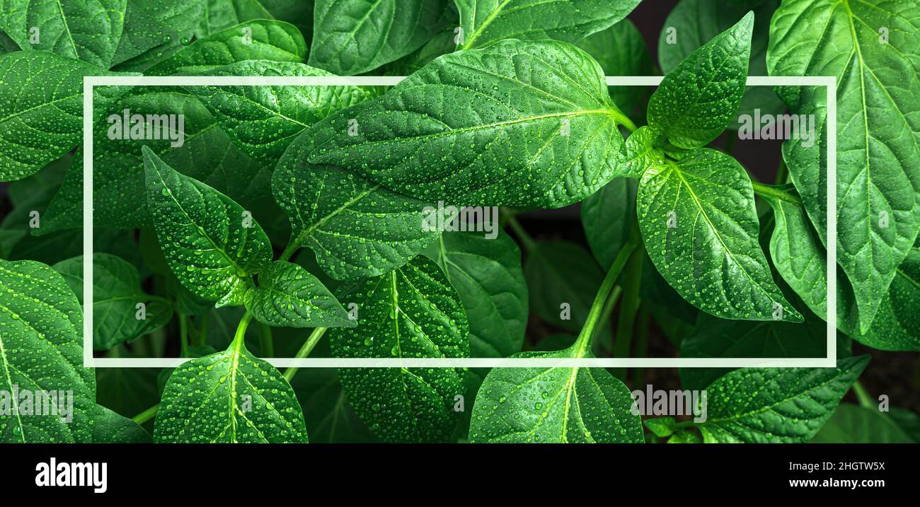 Grüne Blätter mit Tau-Tropfen und einem weißen Rahmen. Werkshintergrund. Nahaufnahme. Stockfoto
