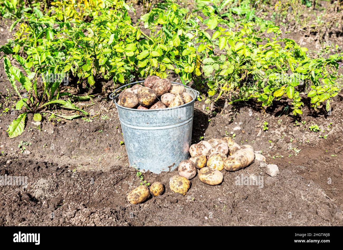 Ernte von Bio-Kartoffeln im Gemüsegarten an sonnigen Tagen. Kartoffelernte auf der Plantage Stockfoto
