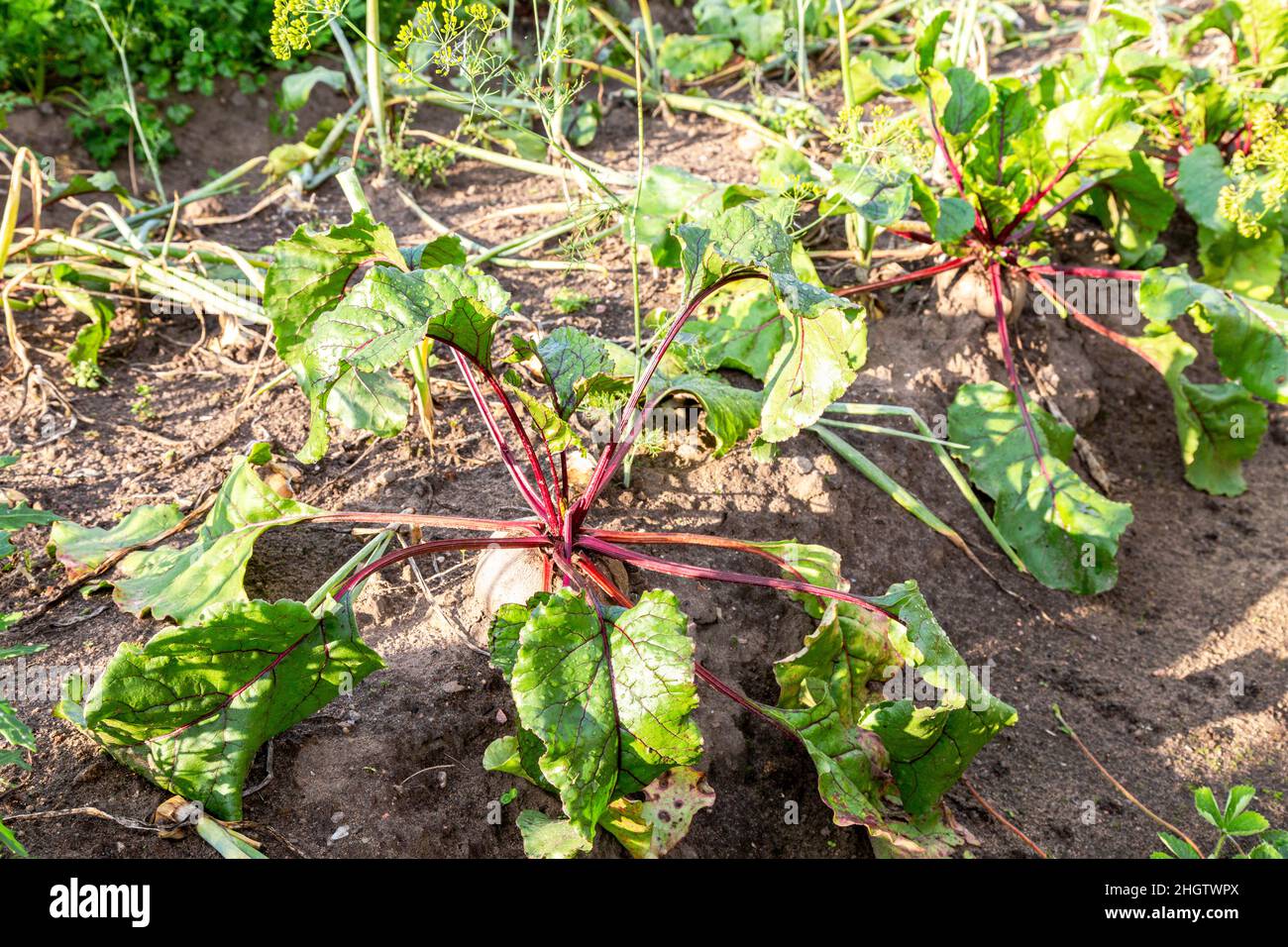 Am Sommertag wächst im Gemüsegarten biologische Rote Bete Stockfoto
