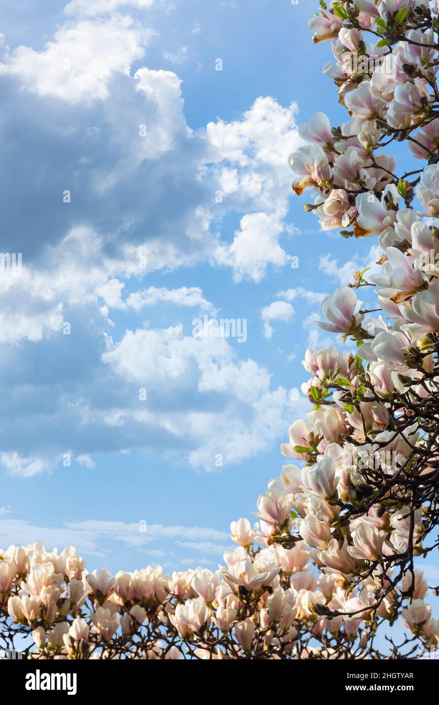 Schöne weiße Magnolienbaumblüte im Frühling. Frische rosa Blume auf dem Ast unter einem blauen Himmel mit Wolken. Naturhintergrund eines Gartens Stockfoto