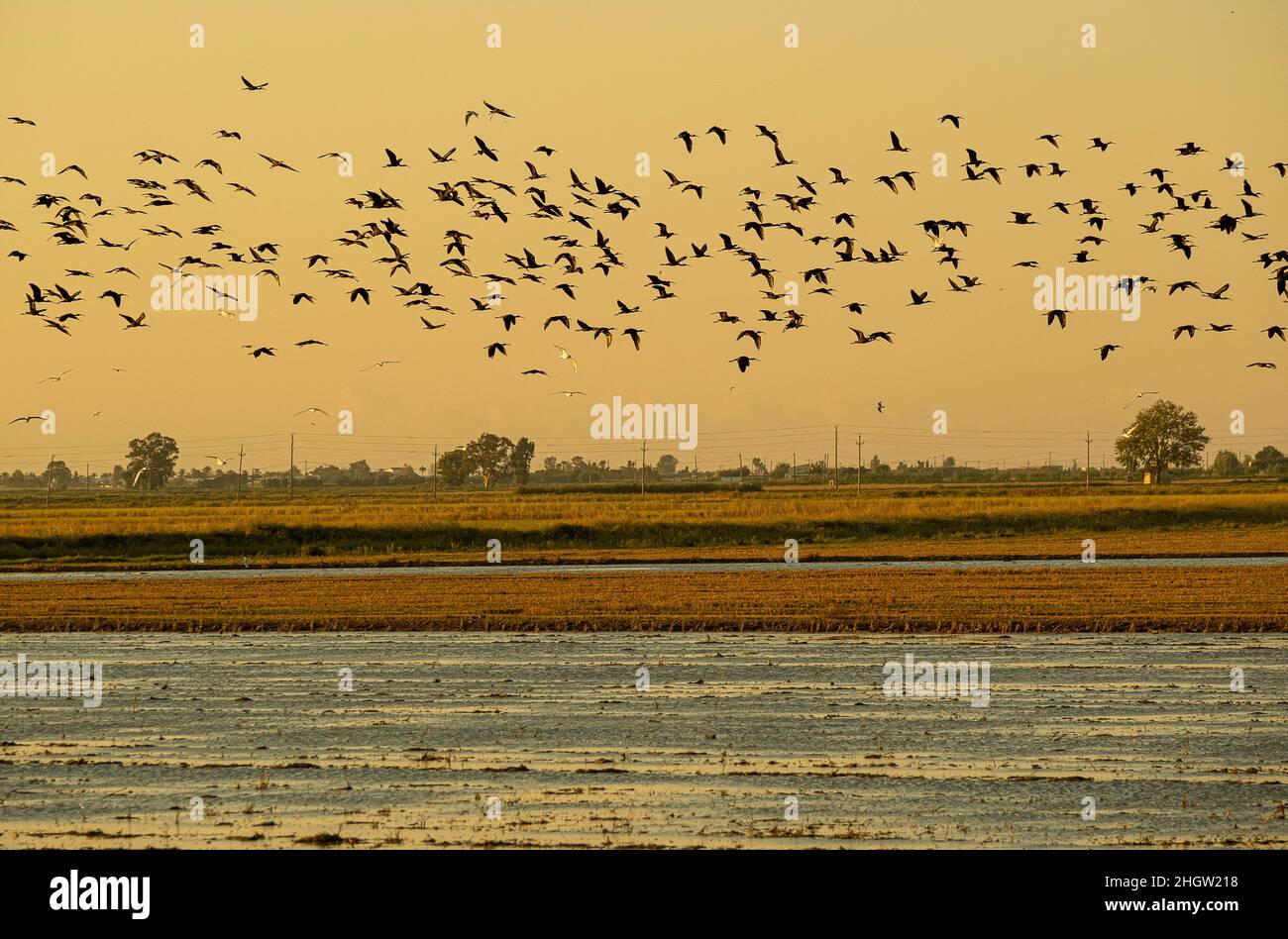 Hochglanz-Ibis, Plegadis falcinellus, fliegt über ein geerntetes Reisfeld, Ebro Delta, Naturpark, Tarragona, Spanien Stockfoto