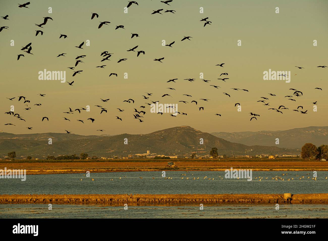 Hochglanz-Ibis, Plegadis falcinellus, fliegt über ein geerntetes Reisfeld, Ebro-Delta, Naturpark, Tarragona, Spanien Stockfoto