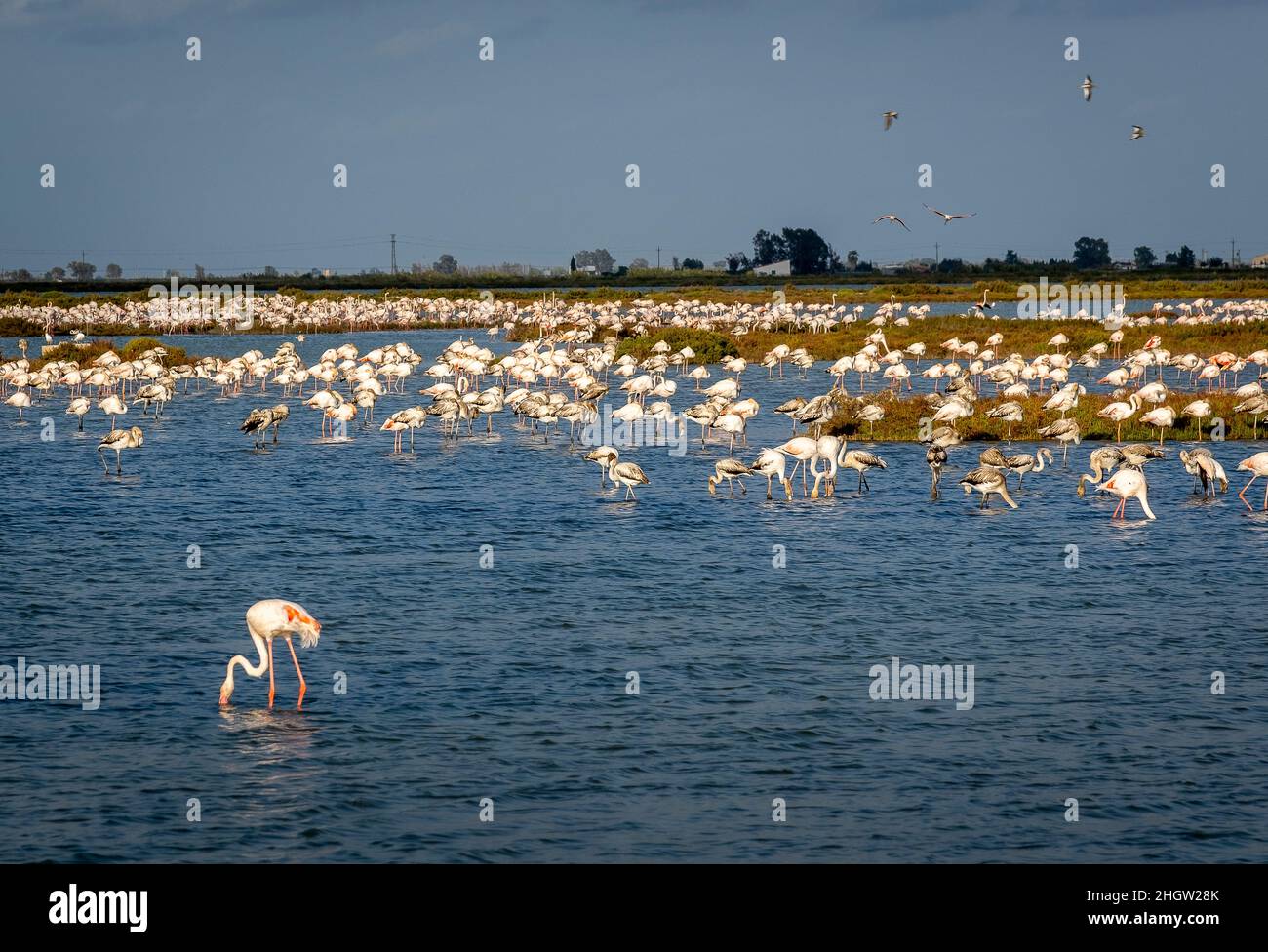Flamingos (Phoenicopterus ruber) in La Tancada Lagune, Naturpark Delta de l'Ebre, Tarragona, SpanienEbro Delta, Naturpark, Tarragona, Spanien Stockfoto