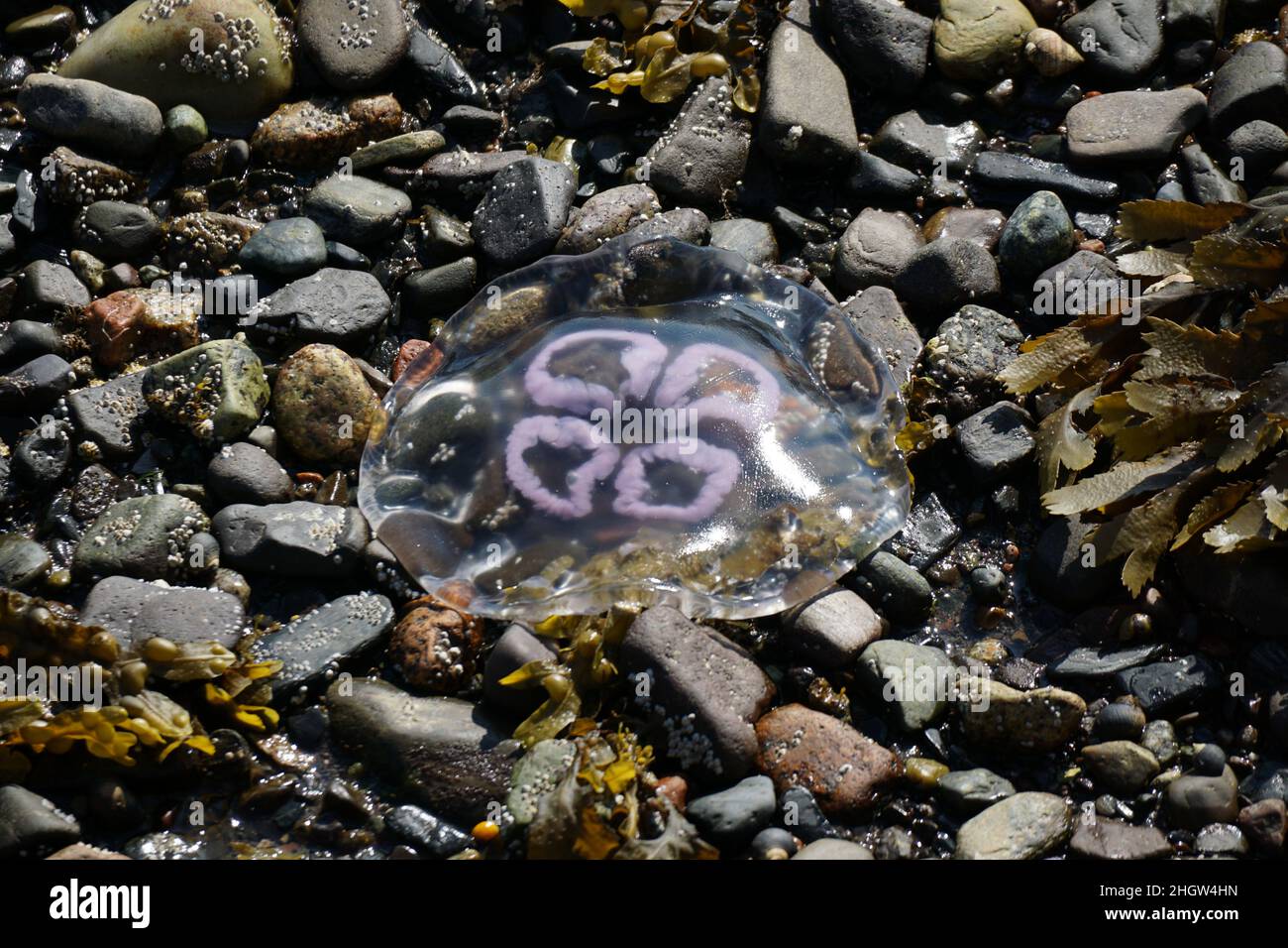 Moon Jellyfish strandete an einem steinigen Strand Stockfoto
