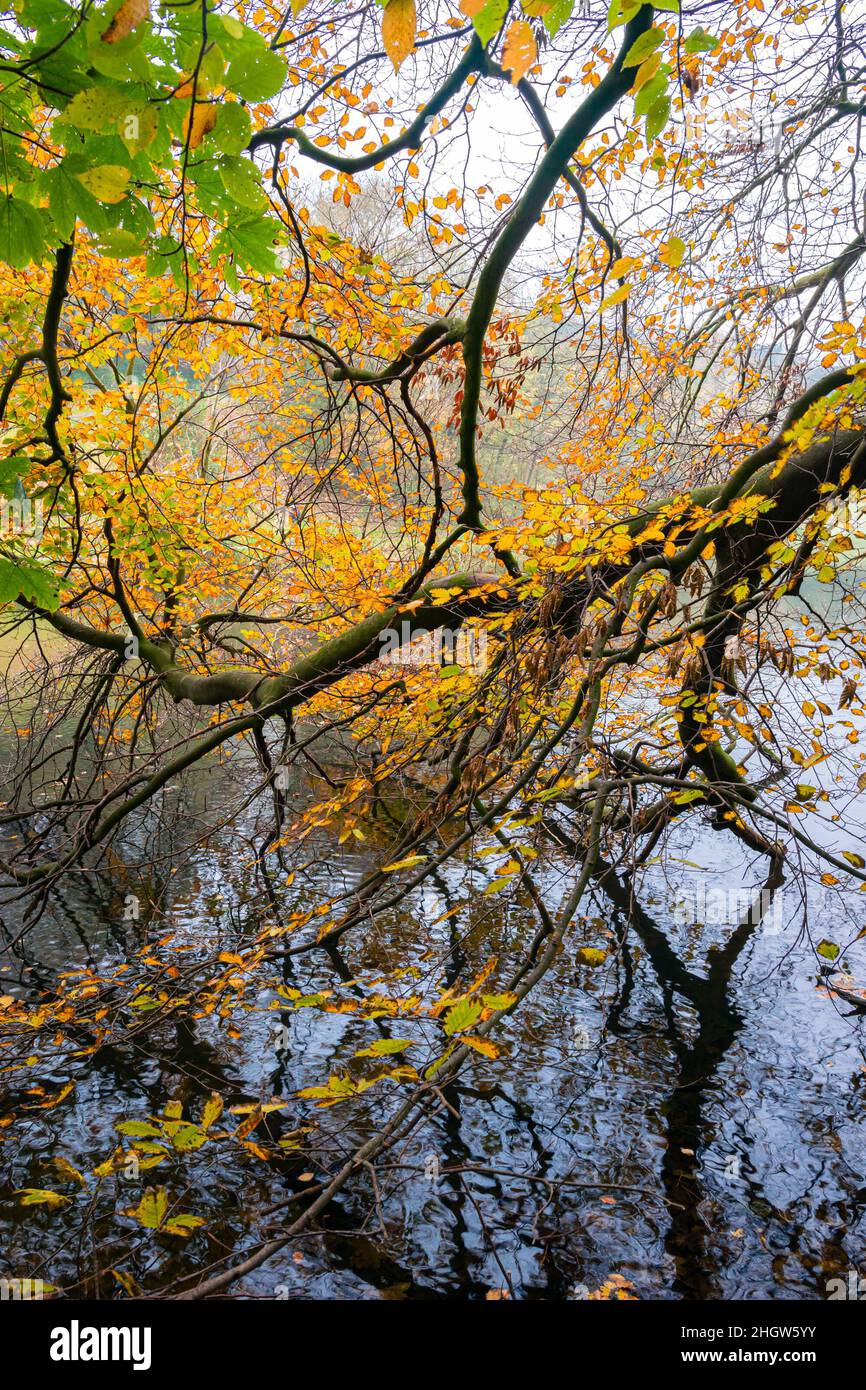 Zweige mit orangefarbenen Blättern hängen über dem Wasser eines Sees. Herbstszene. Stockfoto