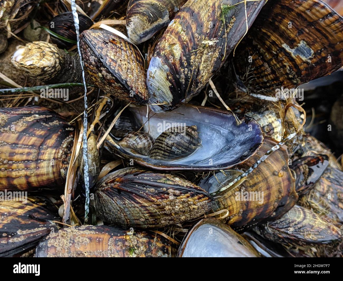Seepocken und Muscheln auf Felsen Stockfoto