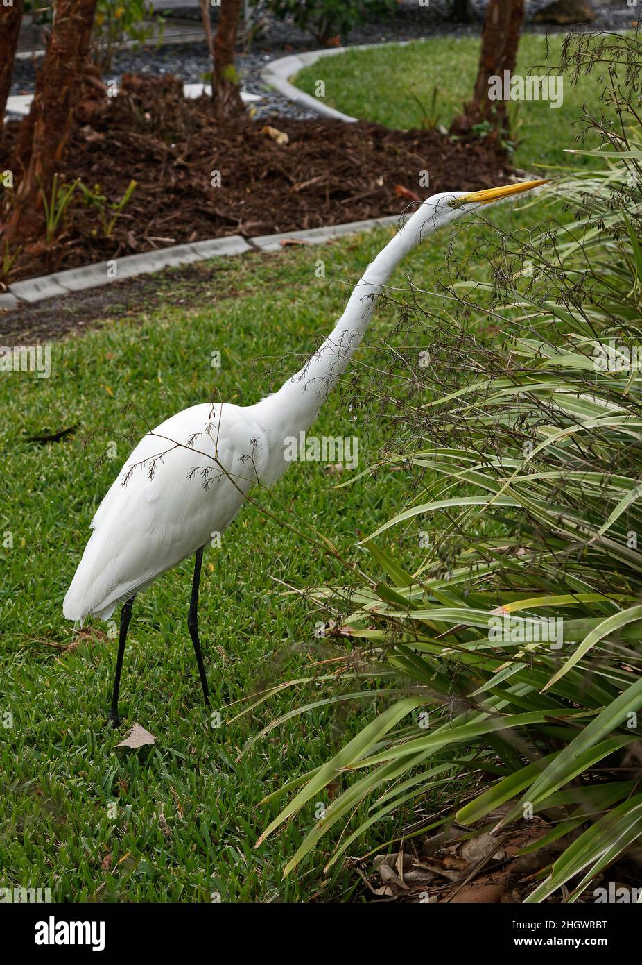 Reiher, Ardea alba, Reiher Familie, große weiße Vogel, Tierwelt, Tier, Spaziergang im Garten, langer Hals, gelber Schnabel, schwarze Beine und Füße, Florida Stockfoto