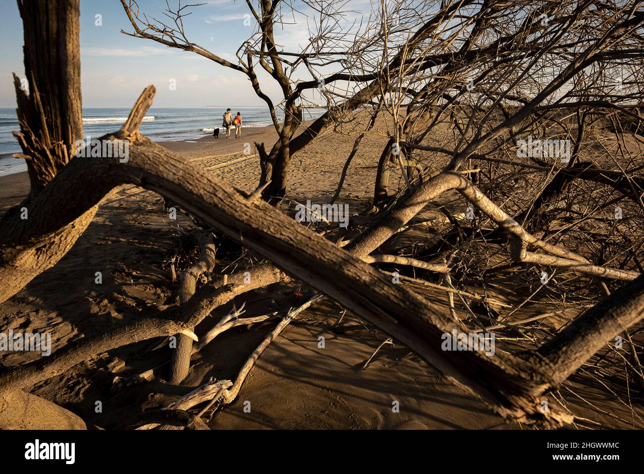 Baum durch den Sturm von Gloria zerstört, in Fangar Strand, Sant Carles de la Rapita, Ebro Delta, Naturpark, Tarragona, Spanien Stockfoto