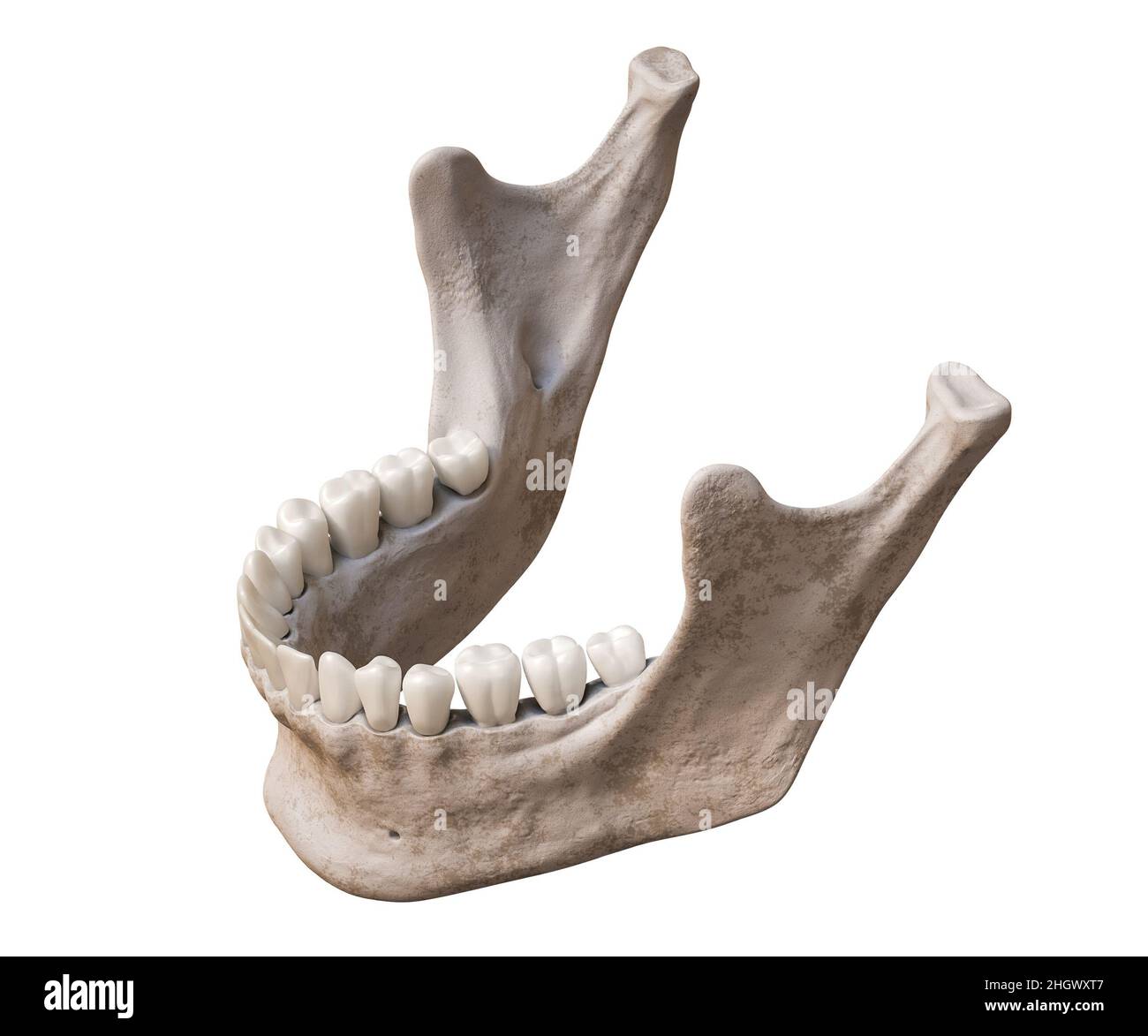 Menschlicher Unterkiefer oder Kieferknochen mit Zähnen in drei Viertel überlegener Profilansicht anatomisch präzise isoliert auf weißem Hintergrund 3D Rendering illustrat Stockfoto