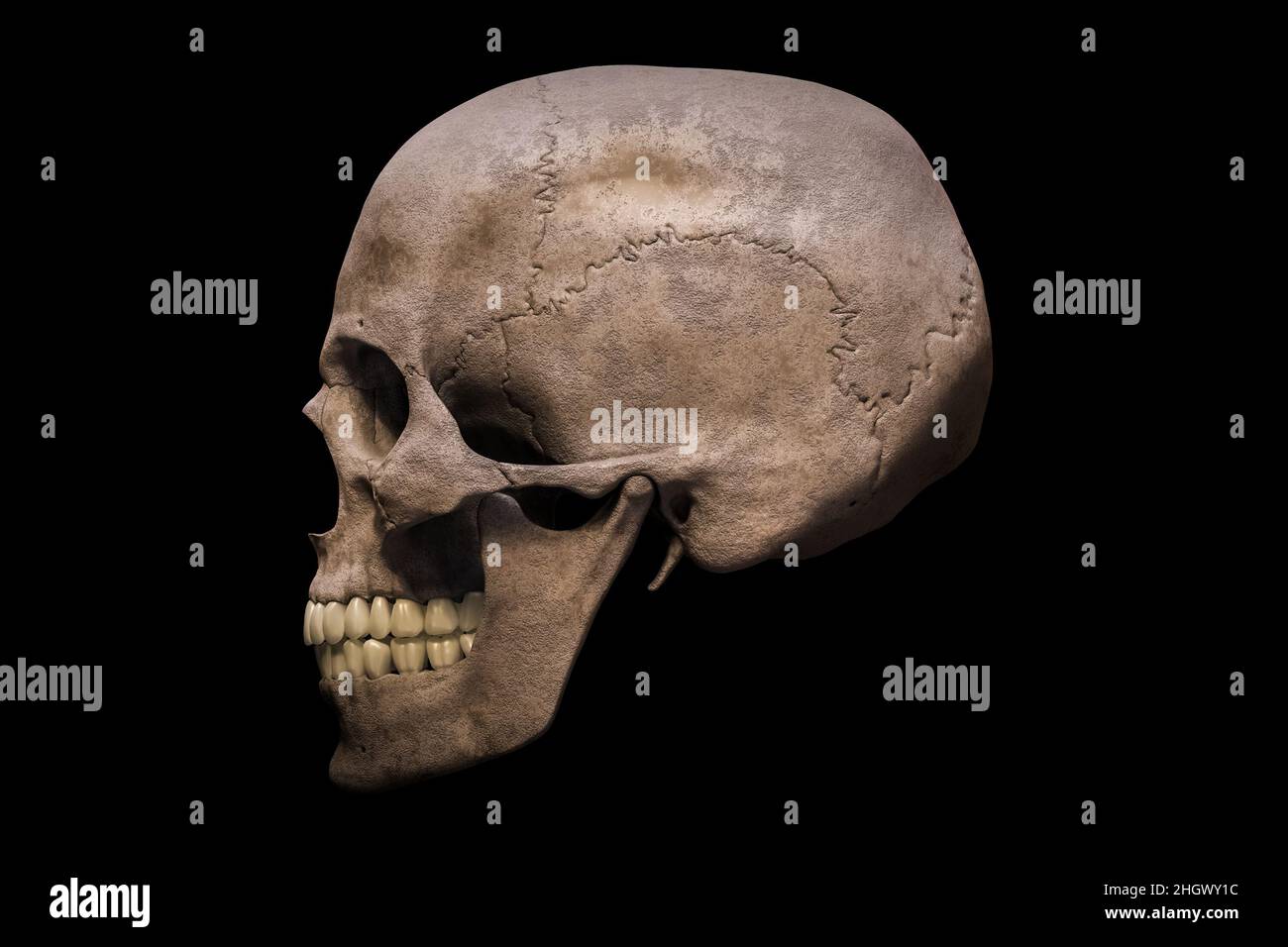 Homo sapiens männlicher Schädel anatomisch genaue Profil- oder Seitenansicht isoliert auf schwarzem Hintergrund 3D Rendering Illustration. Menschliche Anatomie, Medizin, Stockfoto