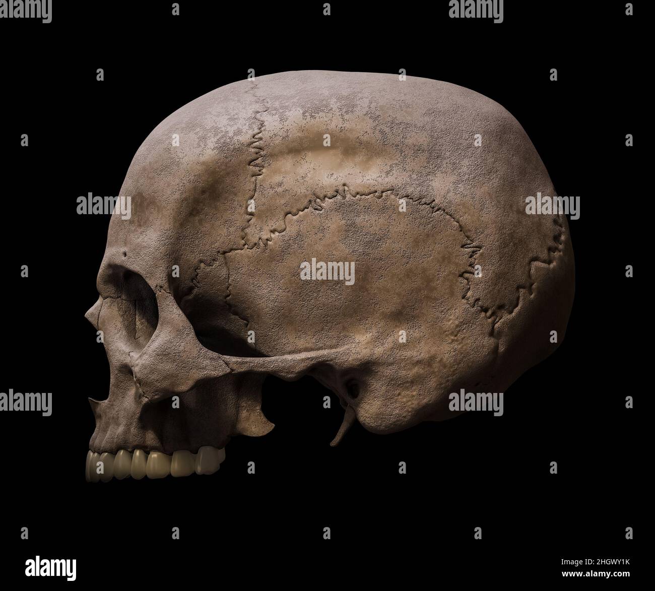 Oberer Teil eines anatomisch genauen Homo sapiens Schädelprofils oder einer lateralen Ansicht isoliert auf schwarzem Hintergrund 3D Rendering Illustration. Menschliches Atom Stockfoto
