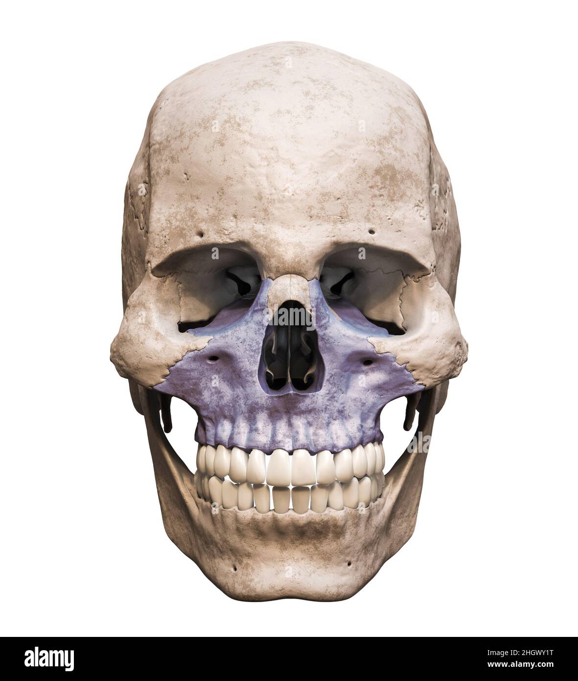 Anatomisch genauer menschlicher männlicher Schädel mit eingefärbtem Oberkieferknochen anterior oder Vorderansicht isoliert auf weißem Hintergrund mit Kopierraum 3D Rendering il Stockfoto