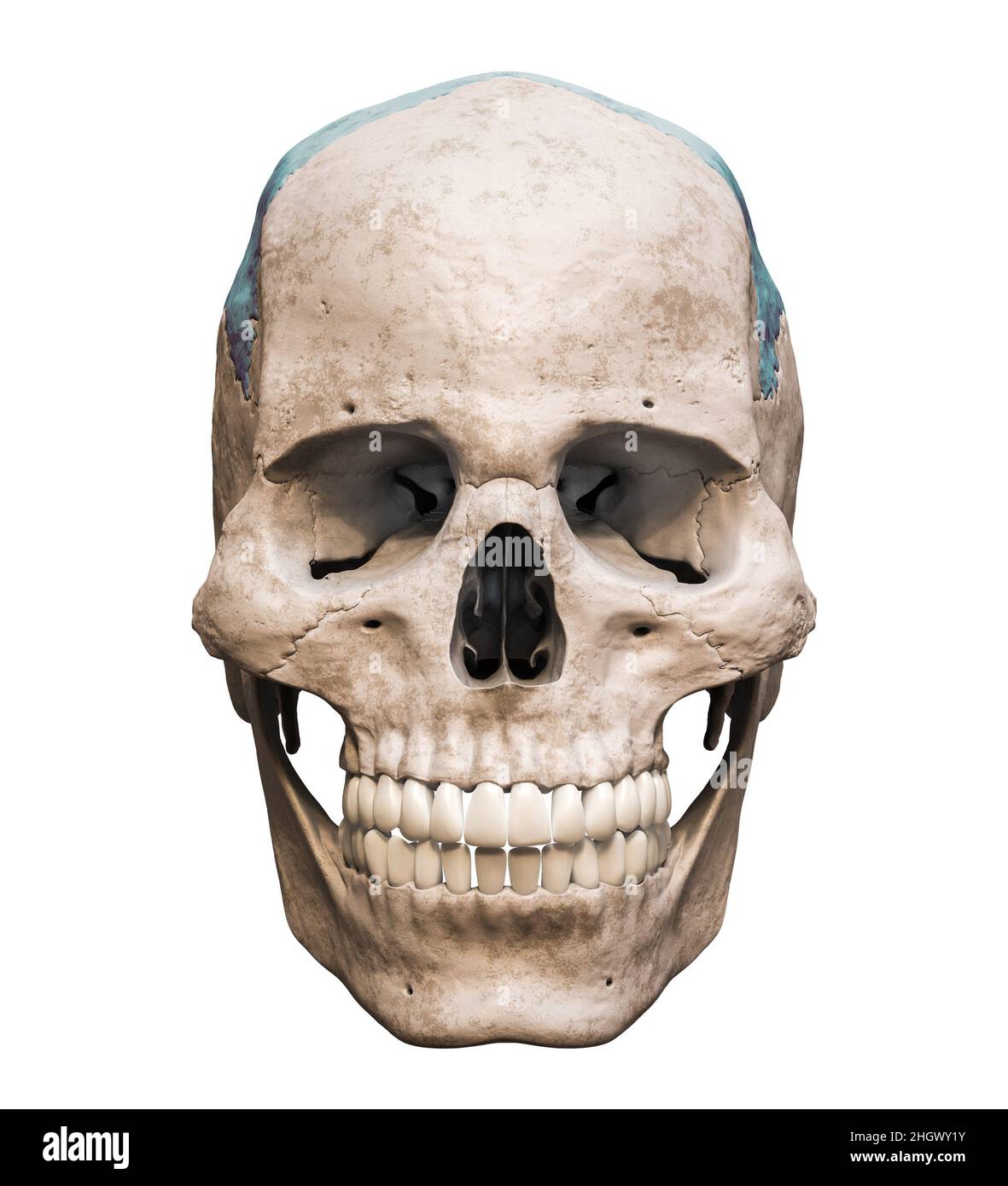 Anatomisch genauer menschlicher männlicher Schädel mit eingefärbtem Parietalknochen, Front- oder Vorderansicht isoliert auf weißem Hintergrund mit Kopierraum 3D-Rendering Stockfoto