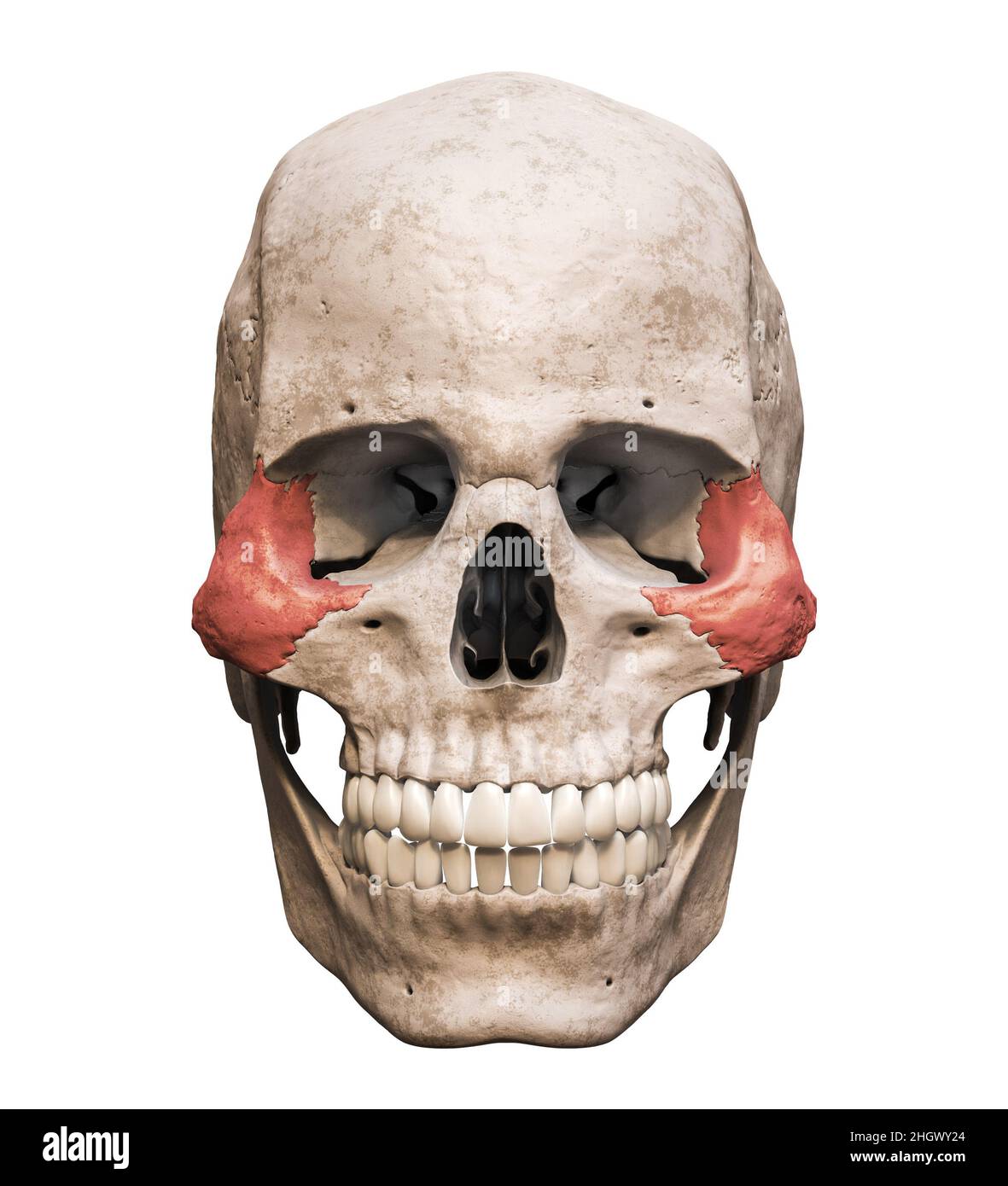 Anatomisch genauer menschlicher männlicher Schädel mit eingefärbtem zygomatischem Knochen anterior oder Vorderansicht isoliert auf weißem Hintergrund mit Kopierraum 3D-Rendering Stockfoto