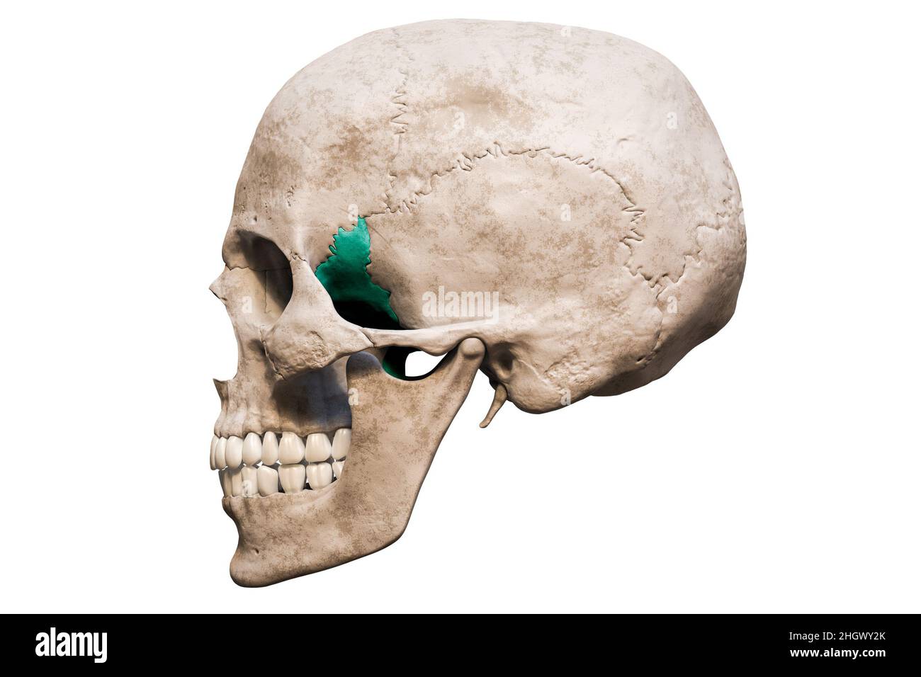 Anatomisch genauer menschlicher männlicher Schädel mit eingefärbter lateraler oder Profilansicht des Sphenoidknochens isoliert auf weißem Hintergrund mit Kopierraum 3D-Rendering Stockfoto