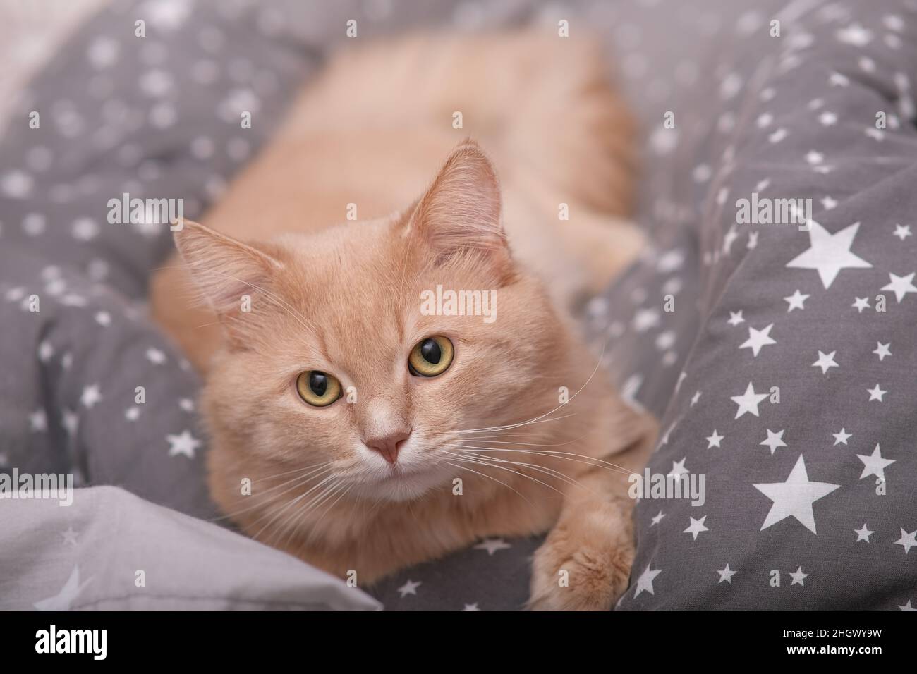 Flauschige Ingwerkatze auf einem grauen Bettüberwurf. Stockfoto