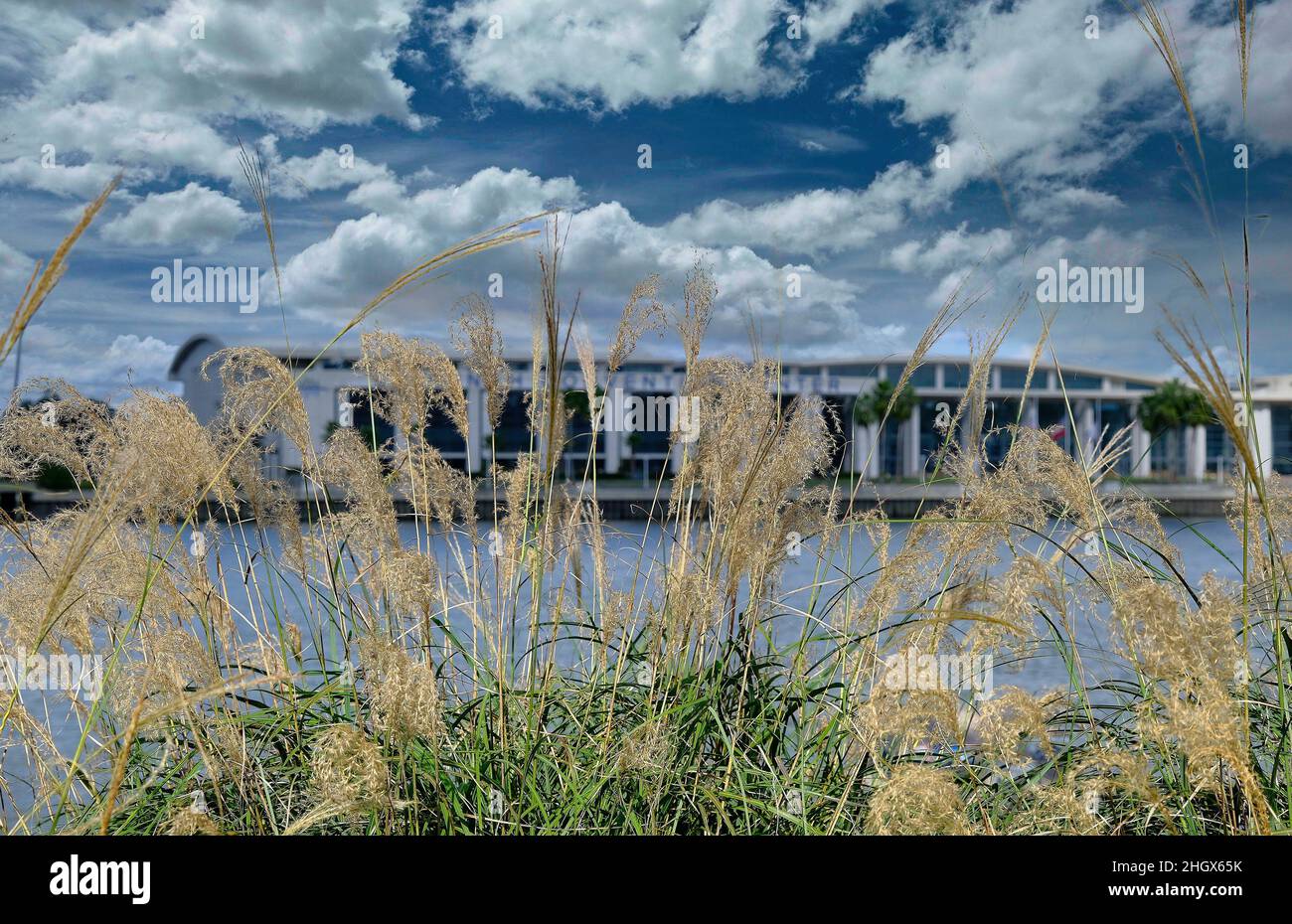 Hafer mit Kongresszentrum im Hintergrund Stockfoto