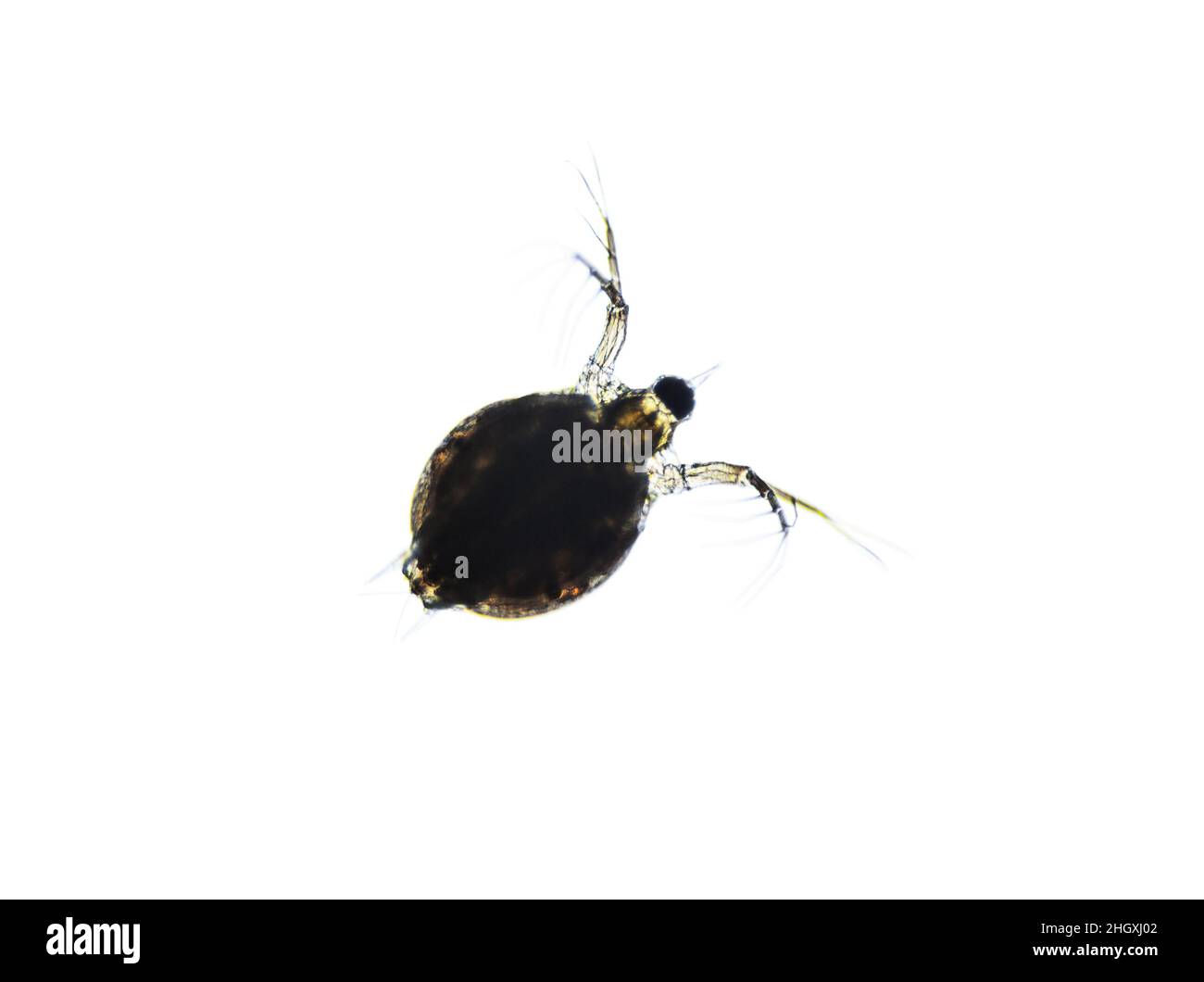 Mikroskopische Aufnahme des Zooplankton-Wassers Flea Daphnia Stockfoto