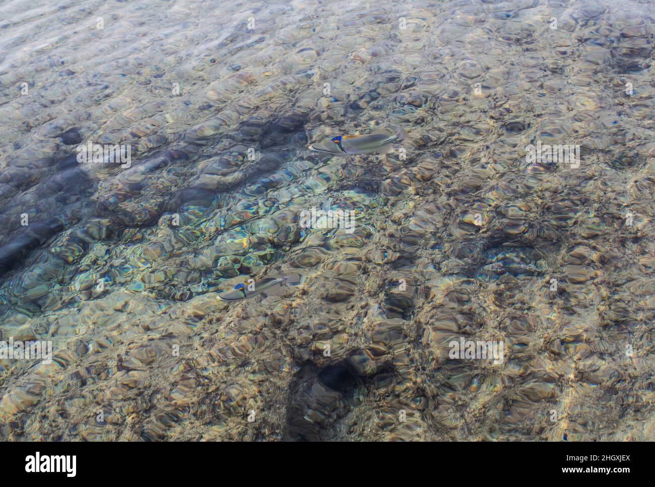 Zwei Fische von Picasso-Drückerfisch, Rhinecanthus assasi, im Roten Meer, Ägypten Stockfoto