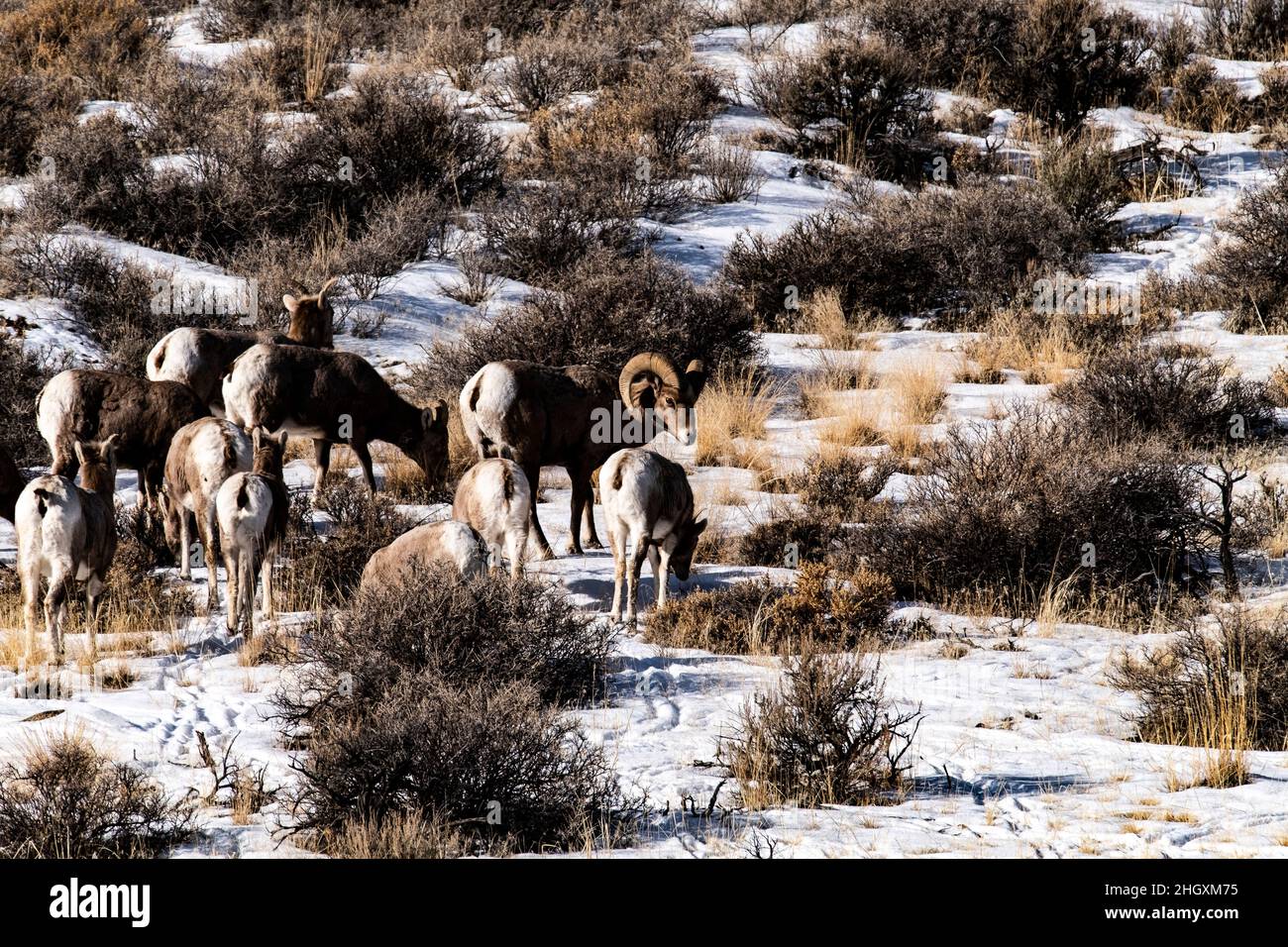 Bighorn Schafe entlang Highway 75 Stockfoto