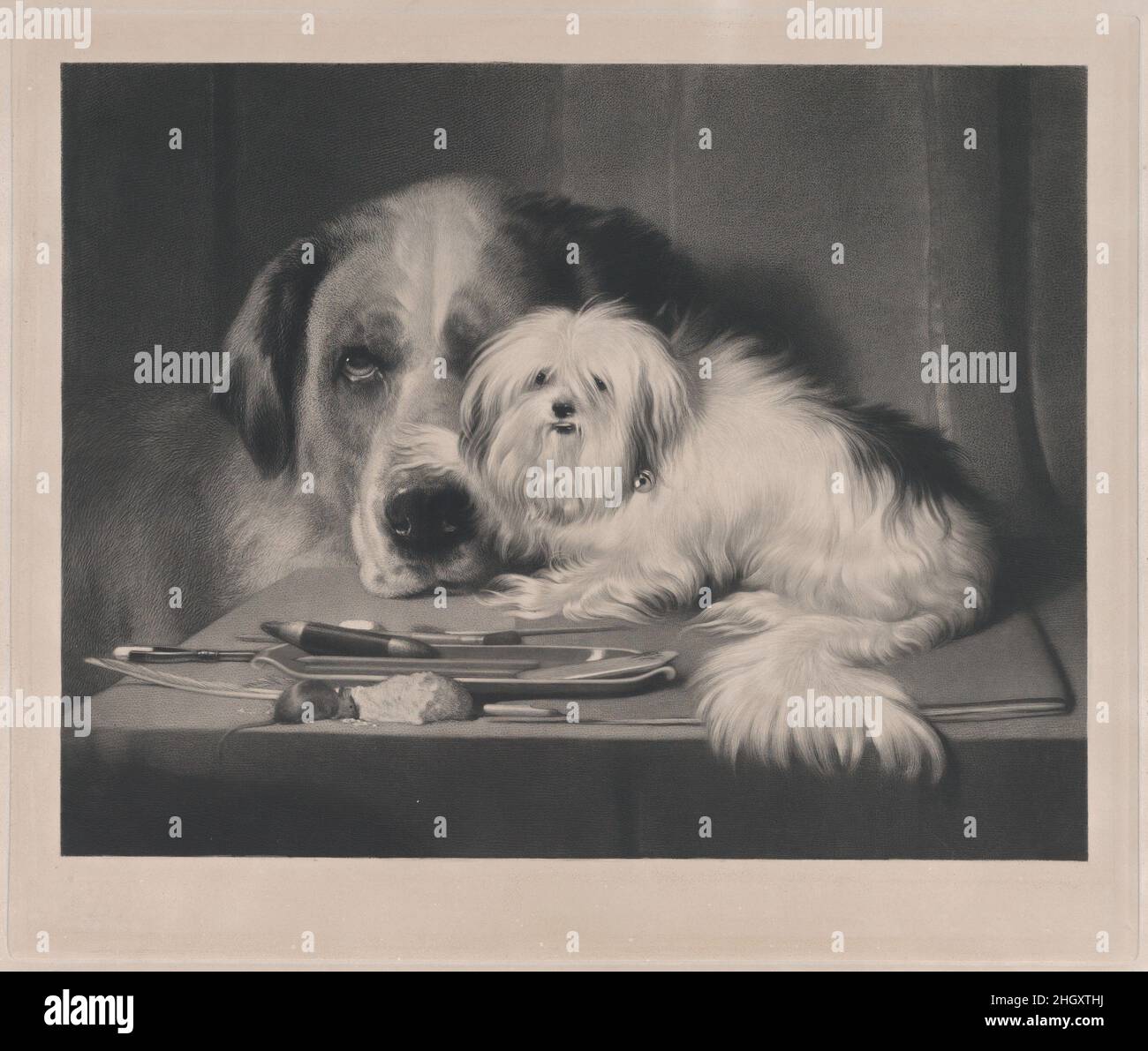 Der Löwe-Hund von Malta – der letzte seiner Tribe 1844 nach Sir Edwin Henry Landseer Brite Ein Porträt von Quiz, einem maltesischen Terrier, der Königin Victorias Mutter, der Herzogin von Kent, gehörte. Dieser Druck basiert auf einem Gemälde, das die Königin von Landseer im Jahr ihrer Thronbesteigung als Geburtstagsgeschenk für ihre Mutter in Auftrag gegeben hat. Das Gemälde wurde 1840 in der Royal Academy ausgestellt und befindet sich in der Royal Collection. Der kleine weiße, langhaarige Hund mit einer Glocke auf seinem Kragen sitzt auf einem Tisch und ruht eine Pfote auf der Nase eines Neufundlandes, das sein Kinn auf dem Tisch liegt. In Fron Stockfoto