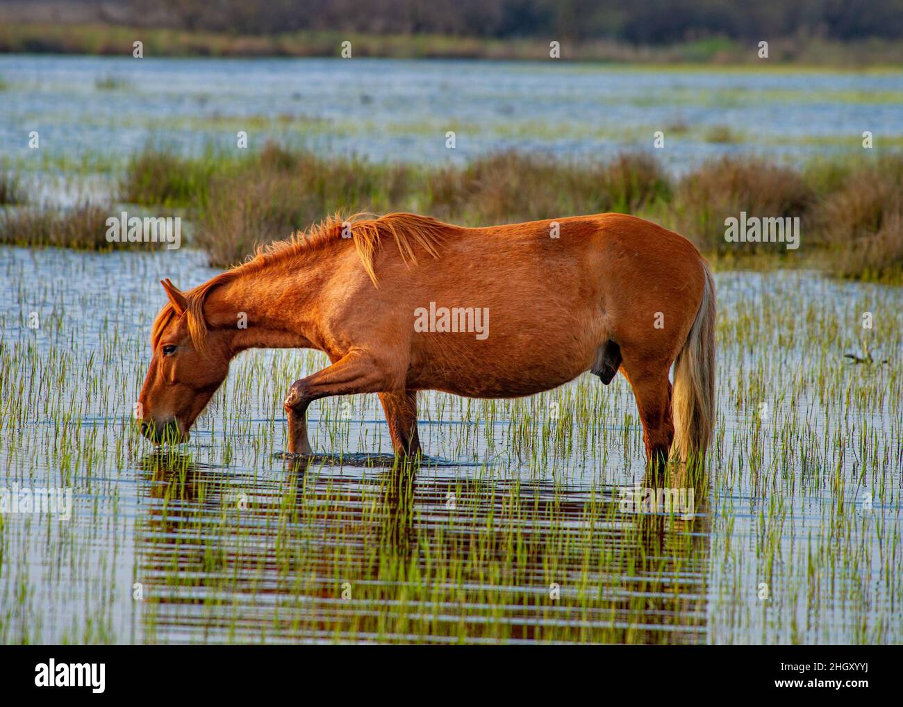 Wildpferde, die im Donaudelta in Rumänien frei grasen Stockfoto