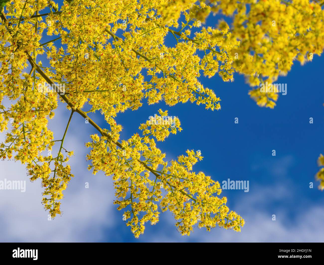 Nahaufnahme der Blüte der Koelreuteria paniculata in Taipei, Taiwan Stockfoto