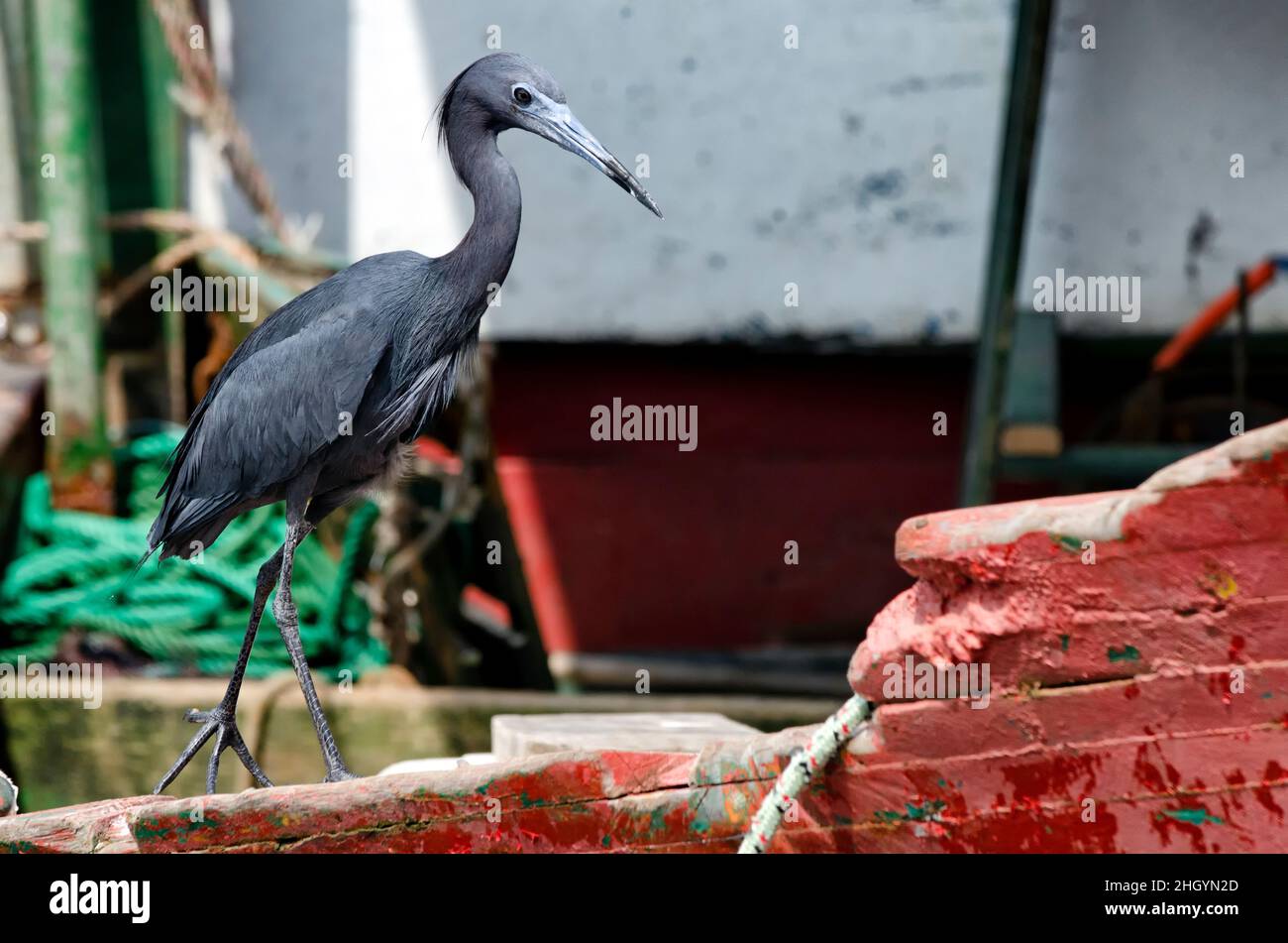 Kleiner Blaureiher (Egretta caerulea) Stockfoto