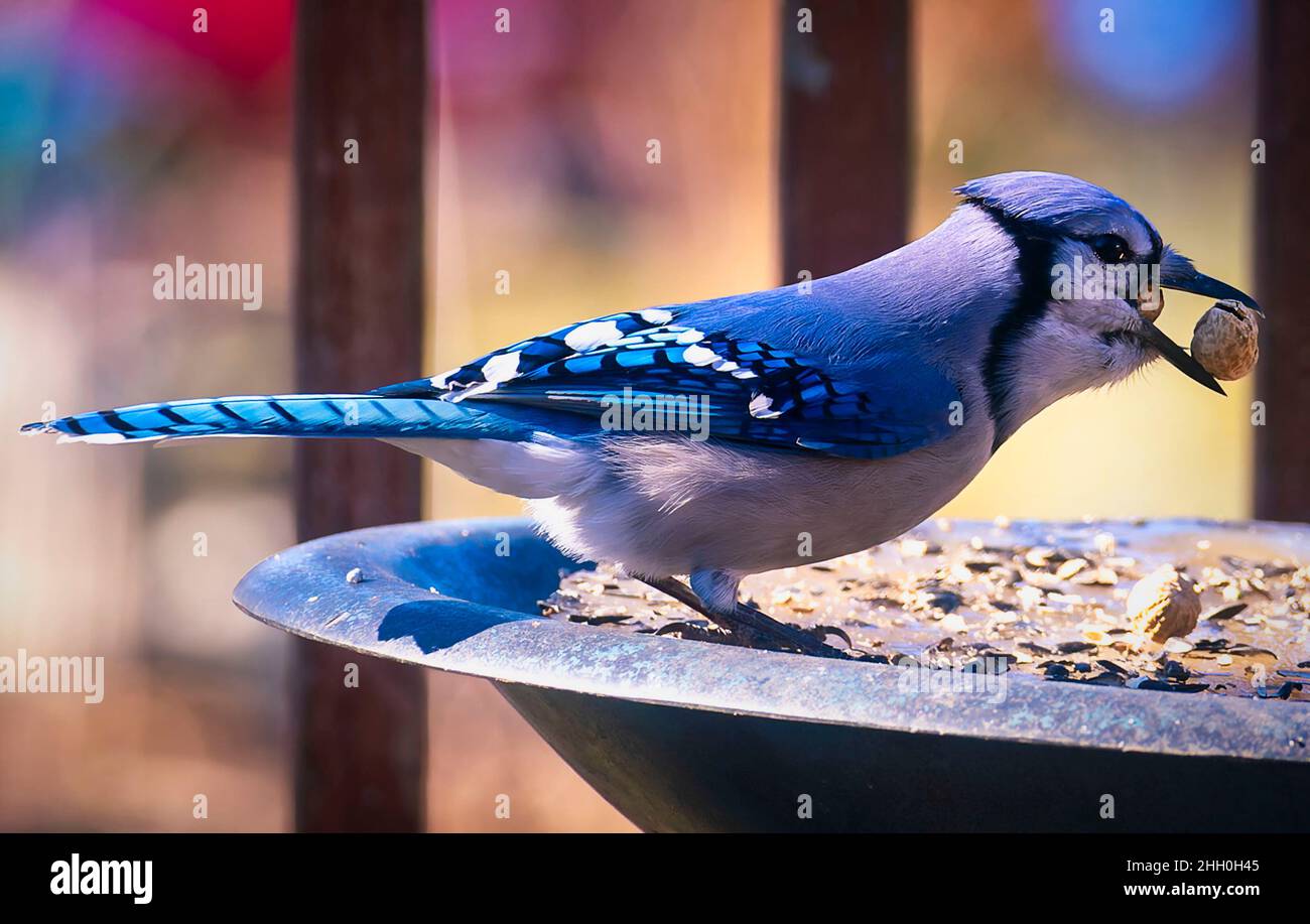 Bluejay mit zwei Erdnüssen im Mund Stockfoto