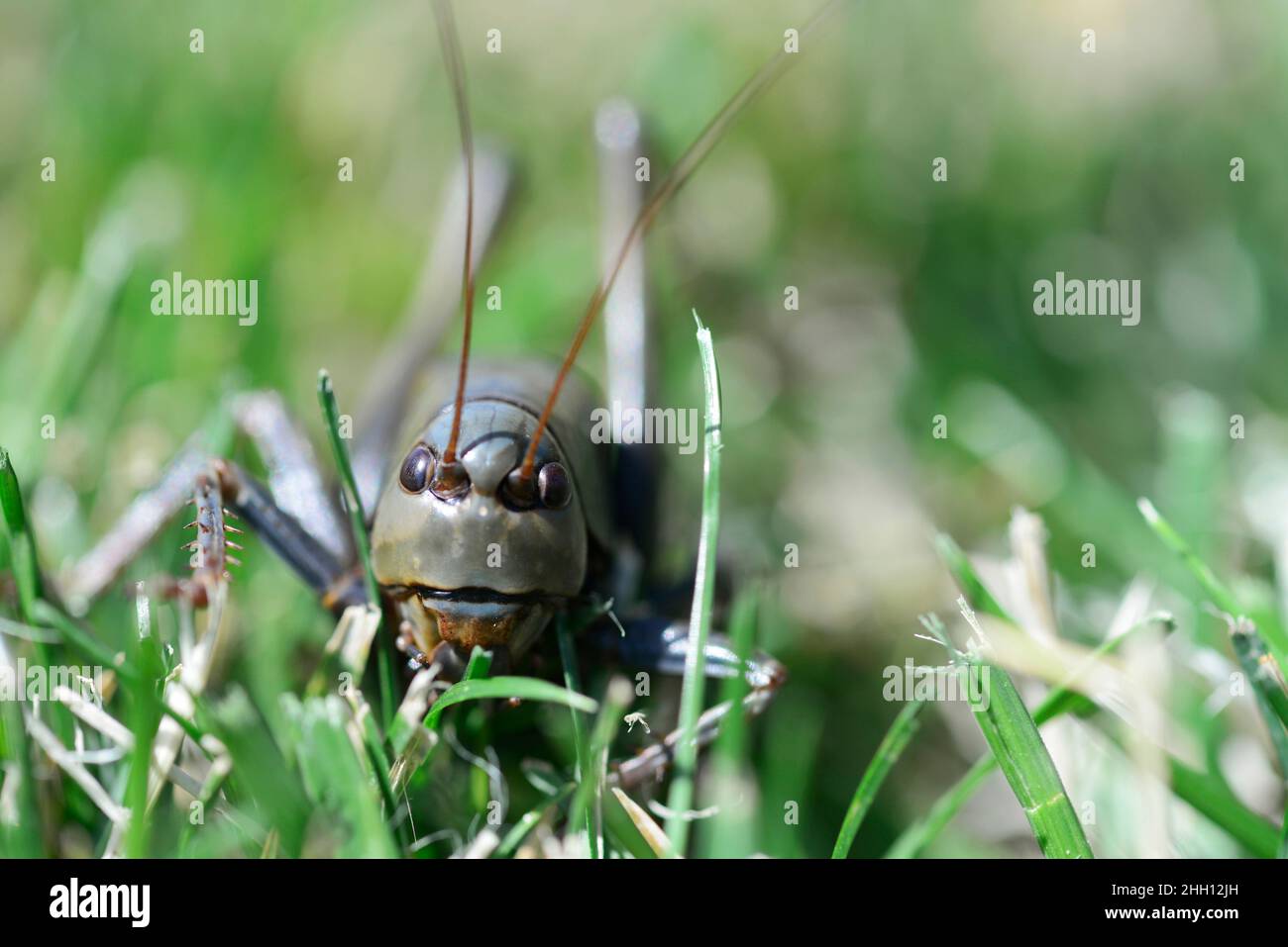 Mormonen-Cricket (Anabrus simplex) im Gras; Washington County Idaho Stockfoto