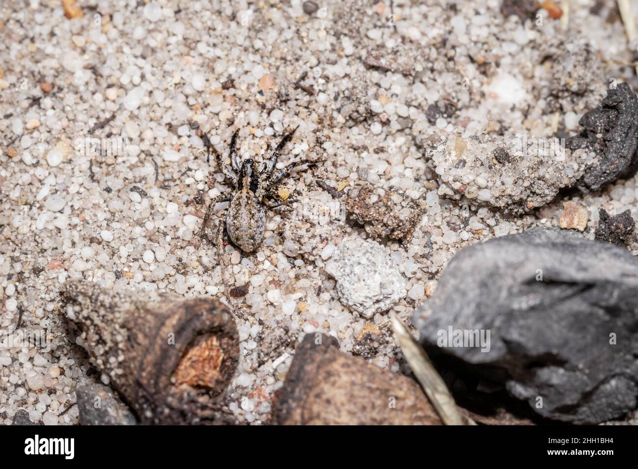 Wolfsspinne (Lycosidae), getarnt auf einem Baum, Kapstadt, Südafrika Stockfoto