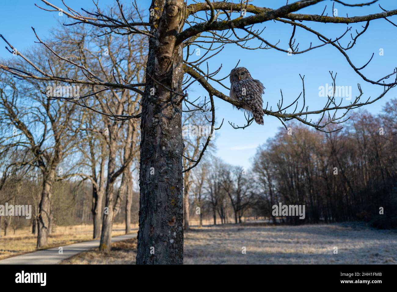 Eine wilde Eule sitzt in einem Baum in der Nähe eines Wanderweges und beobachtet die Umgebung. Stockfoto