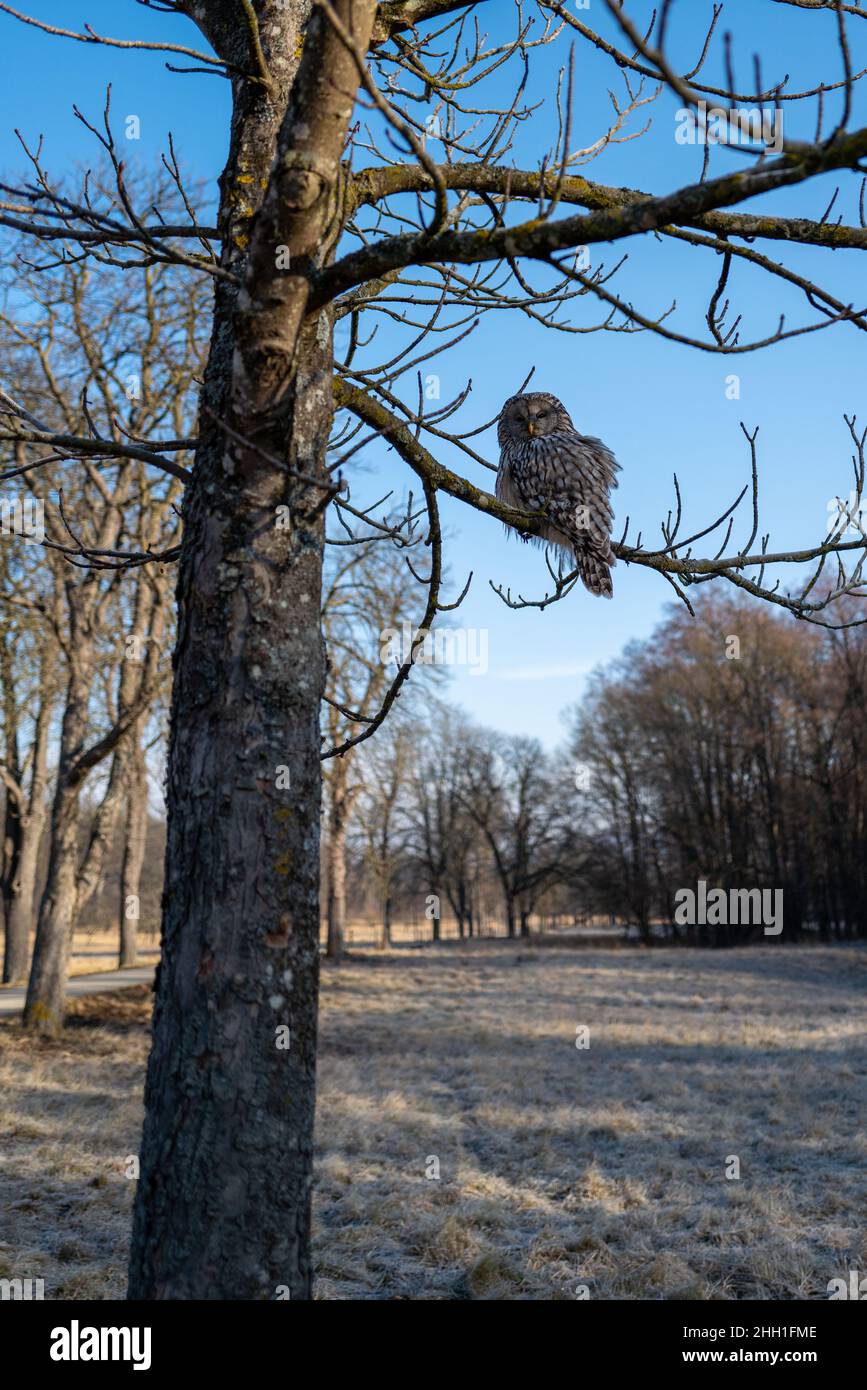 Eine wilde Eule sitzt in einem Baum in der Nähe eines Wanderweges und beobachtet die Umgebung. Stockfoto