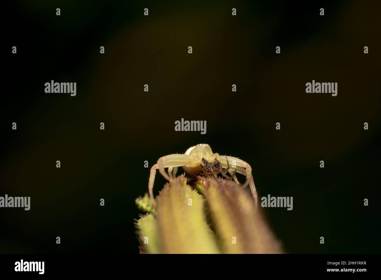 Weiße Krabbenspinne schoss von unten nach oben und aß einen Käfer Stockfoto