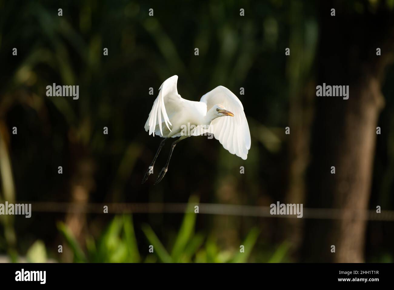 Dies ist ein Bild des indischen Rinderreihervogels im Flug Stockfoto