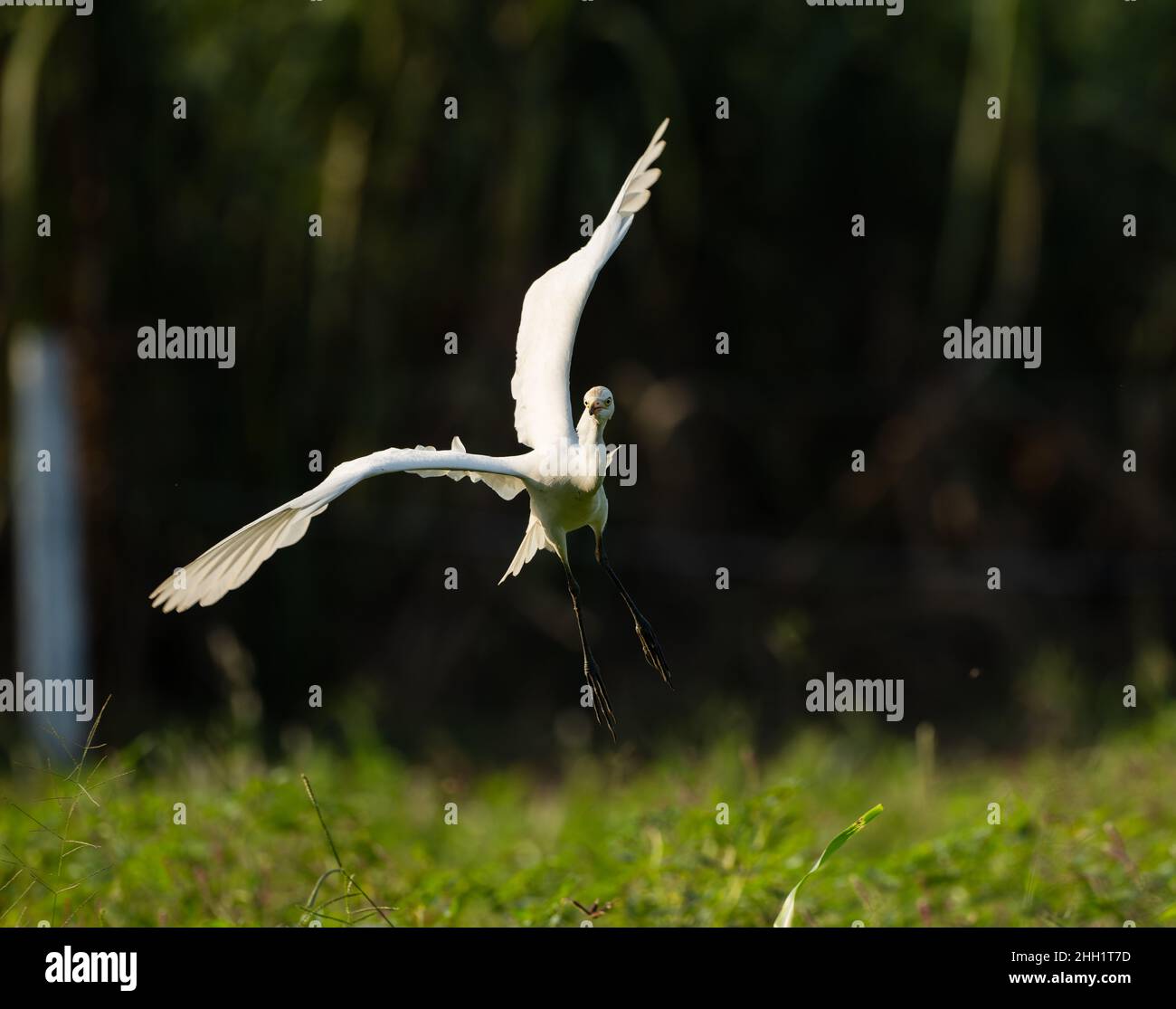 Dies ist ein Bild des indischen Rinderreihervogels im Flug Stockfoto
