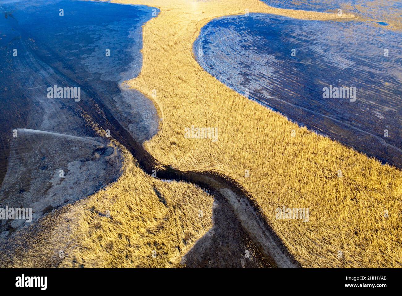 Trockenes, gelbes Schilf und Eis auf dem halbgefrorenen intermittierenden See Cerknica, Slowenien Stockfoto