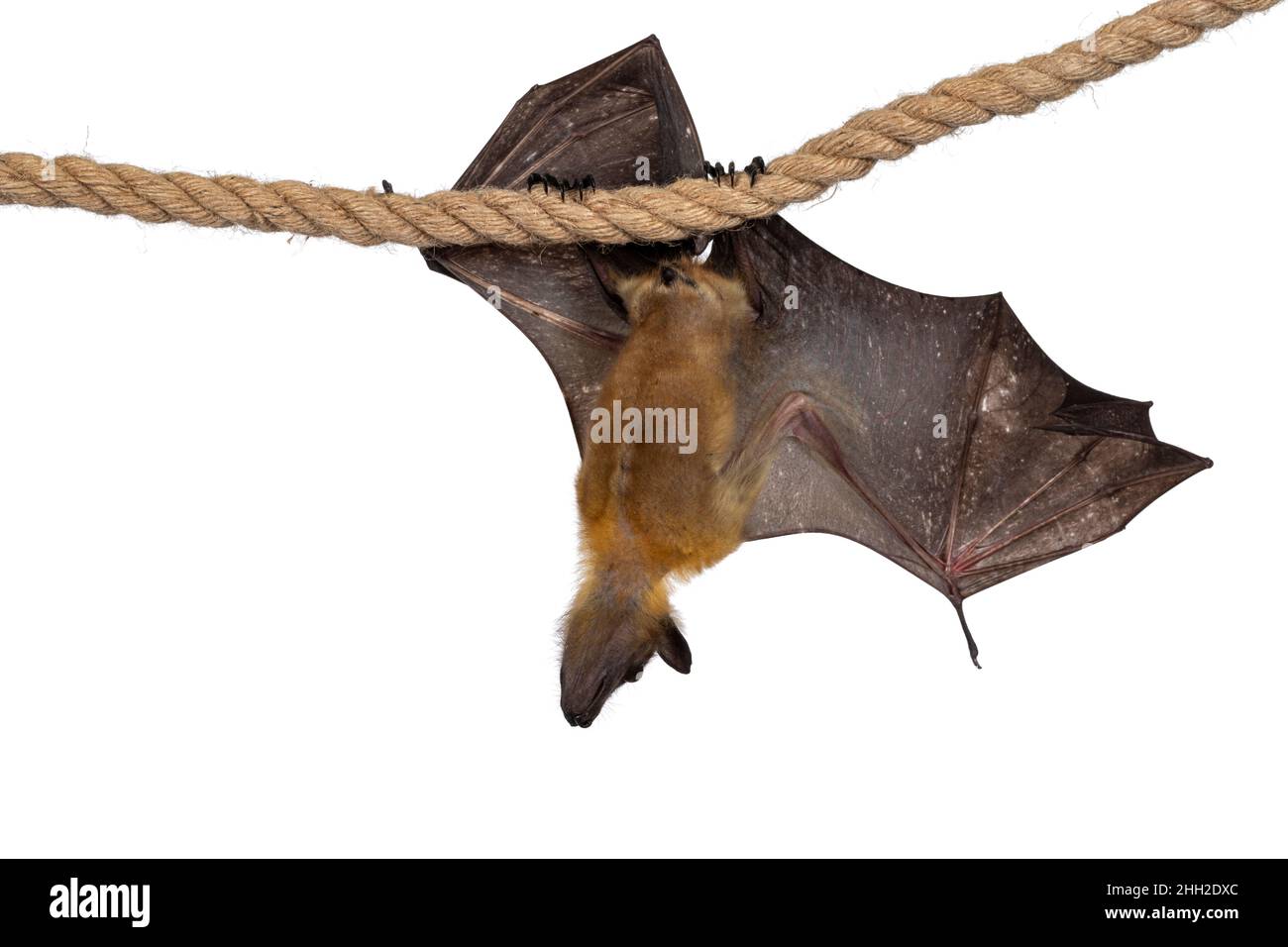 Junger Erwachsener, fliegender Fuchs, Fruchtfledermaus alias Megabat, hängt an Sisalseil, wobei ein Flügel ausgebreitet ist und die Struktur der Knochen zeigt. Wegschauen kam Stockfoto