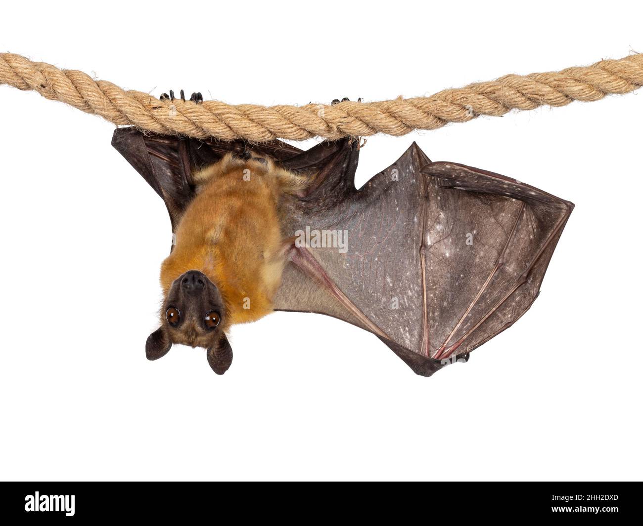 Junger Erwachsener, fliegender Fuchs, Fruchtfledermaus alias Megabat, hängt an Sisalseil, wobei ein Flügel ausgebreitet ist und die Struktur der Knochen zeigt. Blick direkt auf die Kamera w Stockfoto