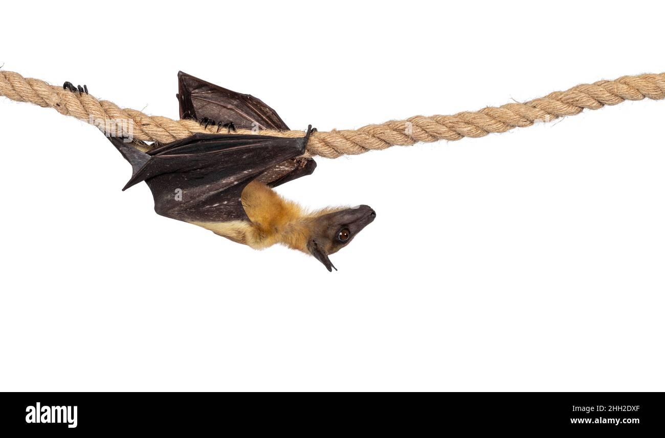 Junger Erwachsener, fliegender Fuchs, Fruchtfledermaus alias Megabat, kriecht von links nach rechts über Sisalseil. Blick in Bewegungsrichtung. Isoliert auf weißem Hintergrund Stockfoto