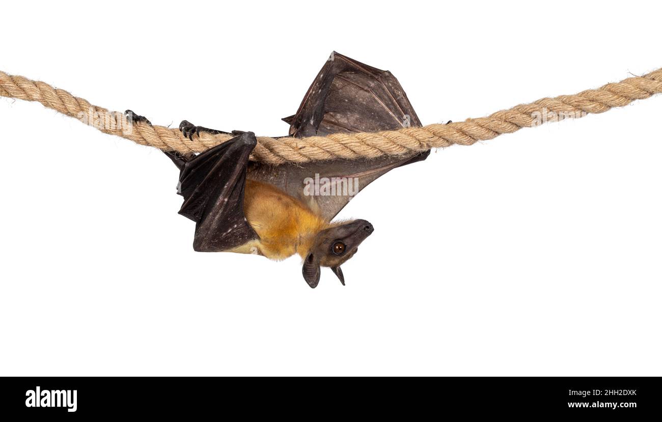 Junger Erwachsener, fliegender Fuchs, Fruchtfledermaus alias Megabat, bewegt sich von links nach rechts über Sisalseil. Blick zur Seite. Isoliert auf weißem Hintergrund. Stockfoto