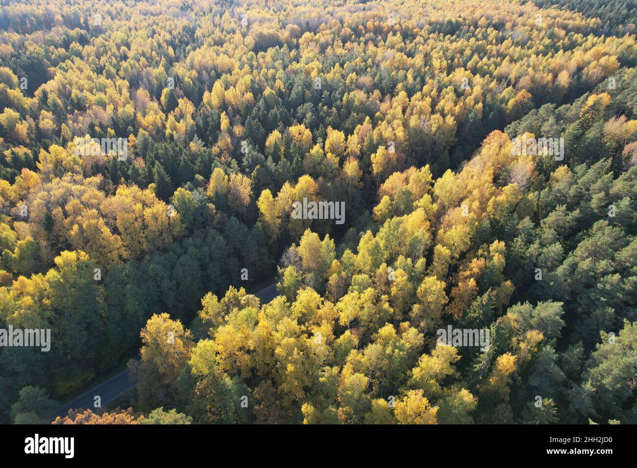 Asphaltstraße im Herbst Wald Luftdrohne Ansicht Stockfoto