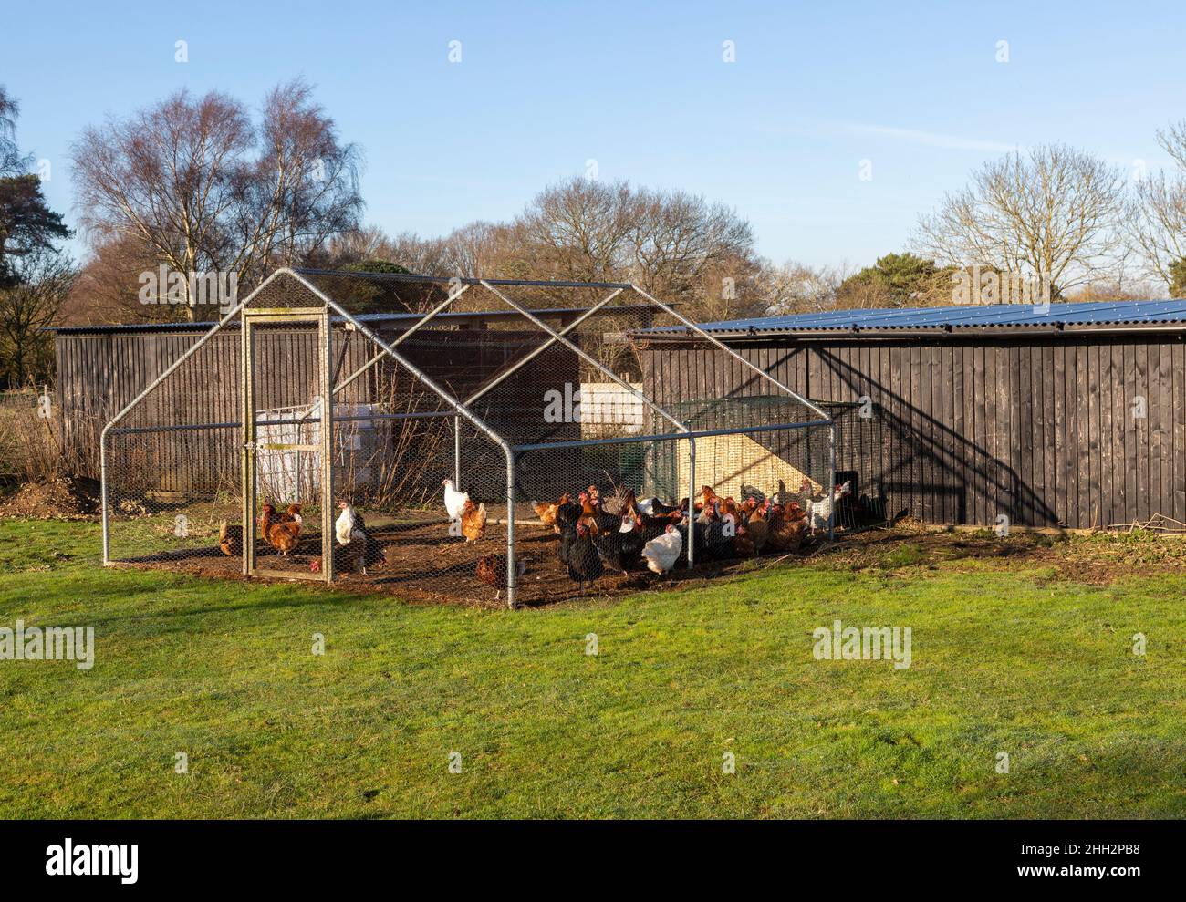 Hühner draußen im Käfigbereich, der sie vor Raubtieren schützt, mit Zugang zur Scheune, Großbritannien Stockfoto