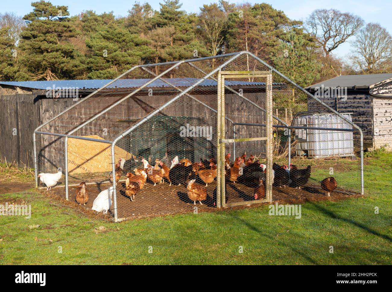 Hühner draußen im Käfigbereich, der sie vor Raubtieren schützt, mit Zugang zur Scheune, Großbritannien Stockfoto
