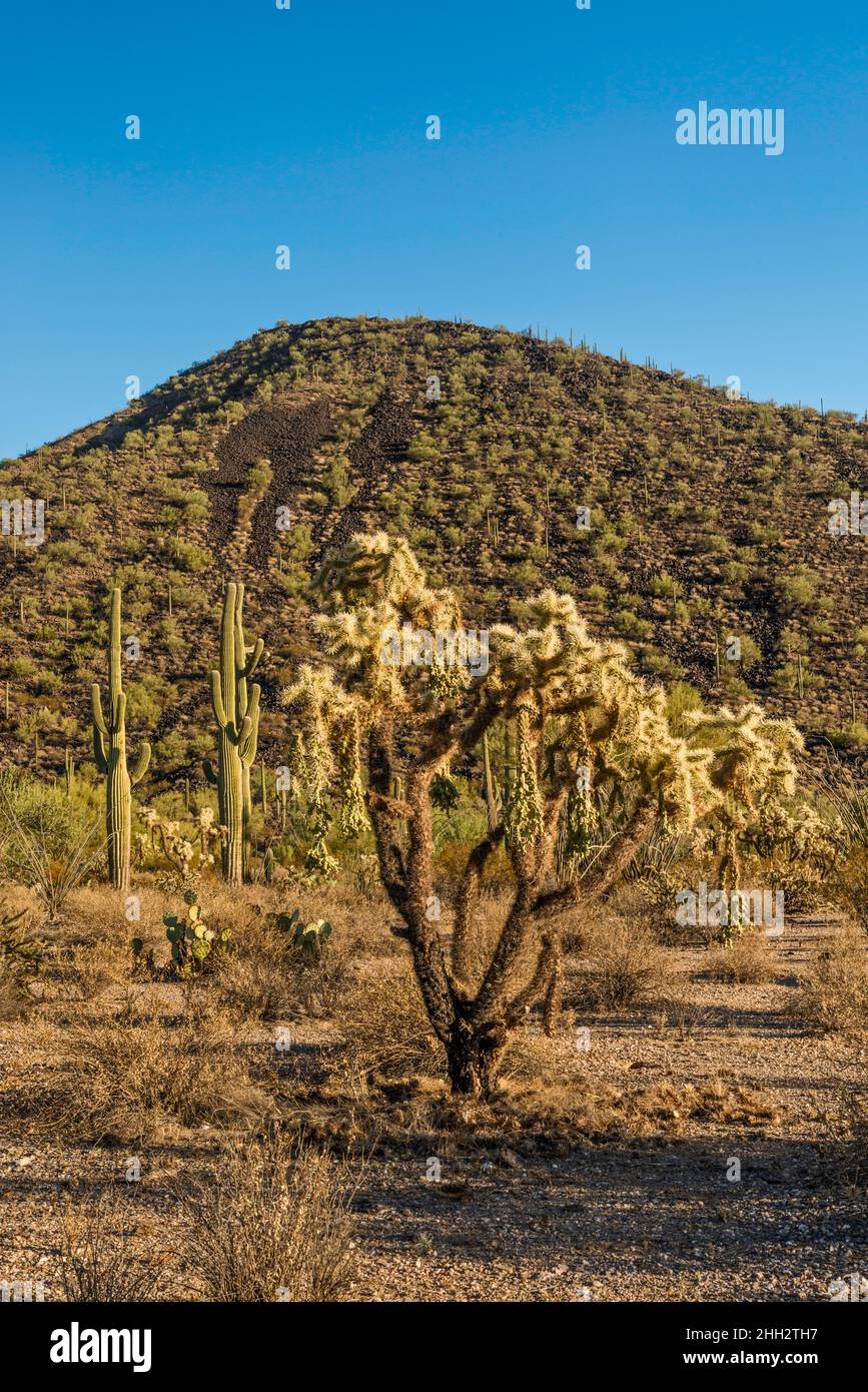 Teddybären-Cholla, riesiger saguaro, unbenannter vulkanischer Gipfel in der Nähe des Table Top Campground, Table Top Mtn Trailhead, Sonoran Desert National Monument, Arizona, USA Stockfoto