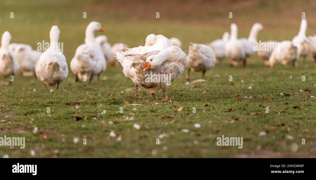 Vielen weißen Mast Gänse auf der Wiese Stockfoto