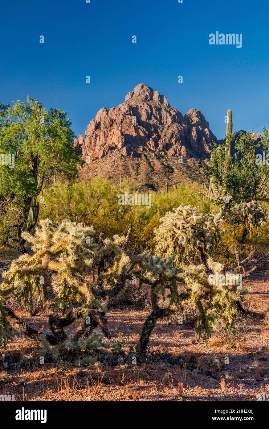 Ragged Top Mountain, Teddybären-Chollas, saguaro Forest, Silver Bell Mountains, Ironwood Forest National Monument, Arizona, USA Stockfoto